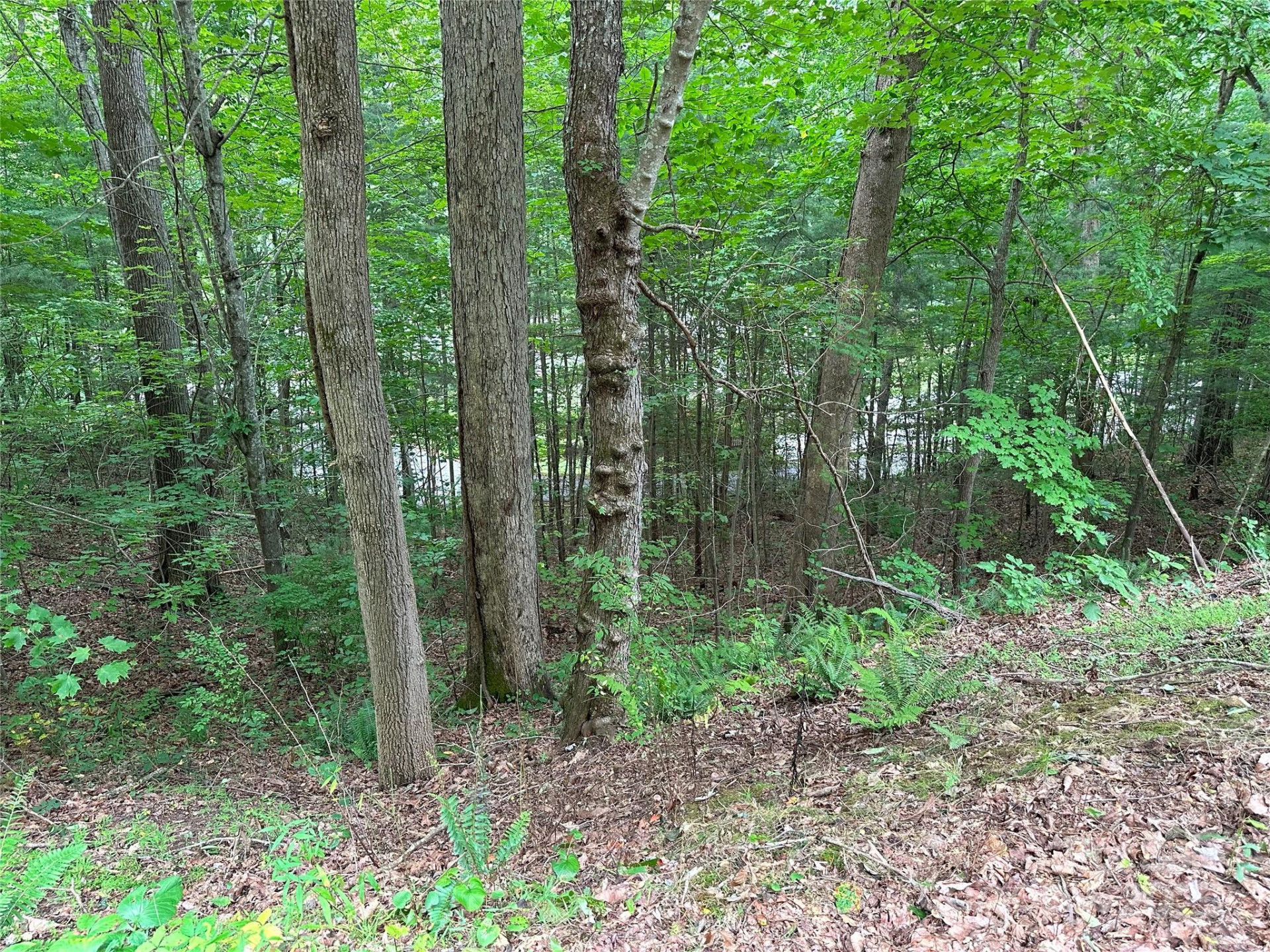 000 Ruffed Grouse Lane - Photo 4