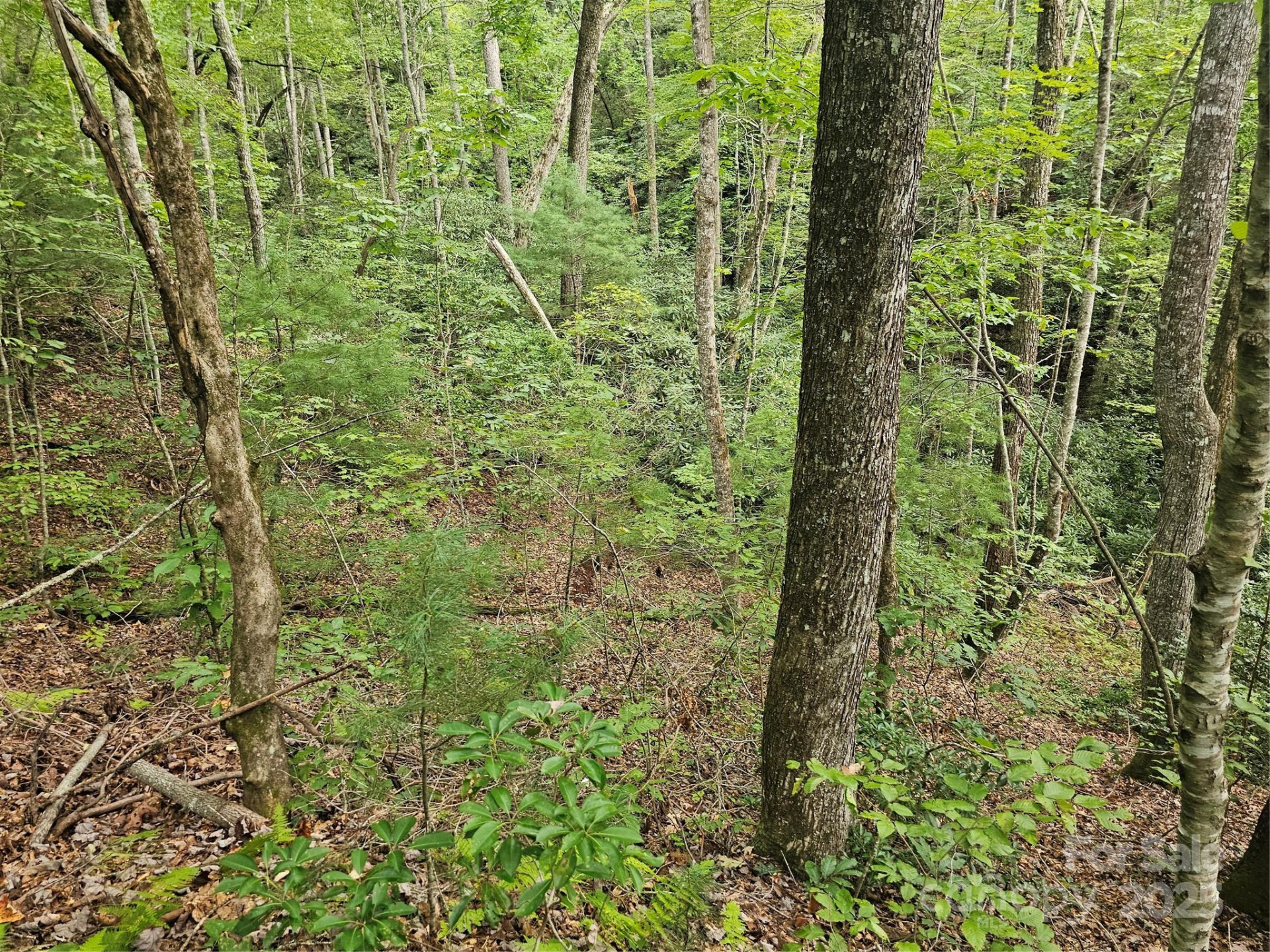 99999 Majestic Trace #25 - Photo 12