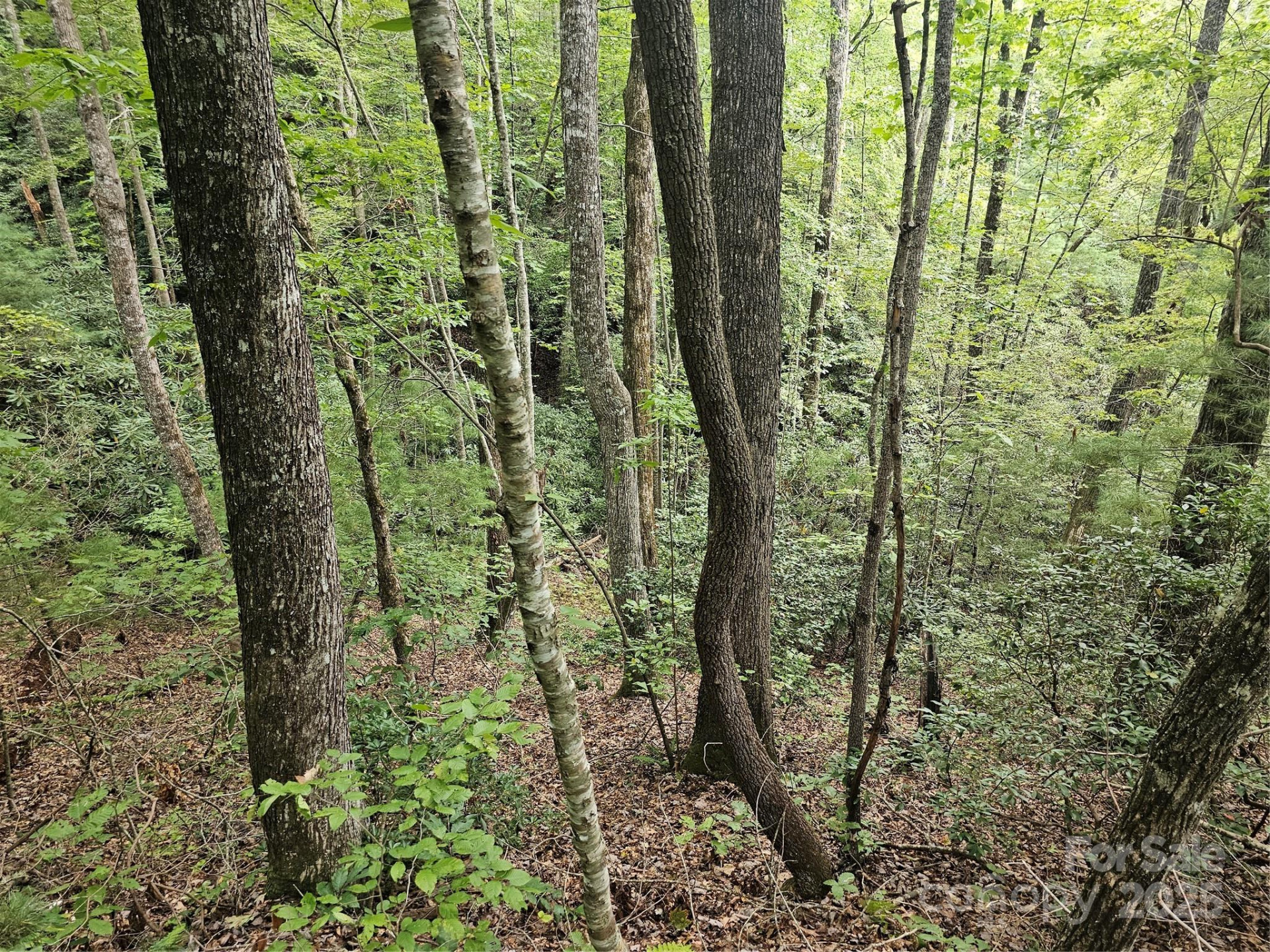 99999 Majestic Trace #25 - Photo 13