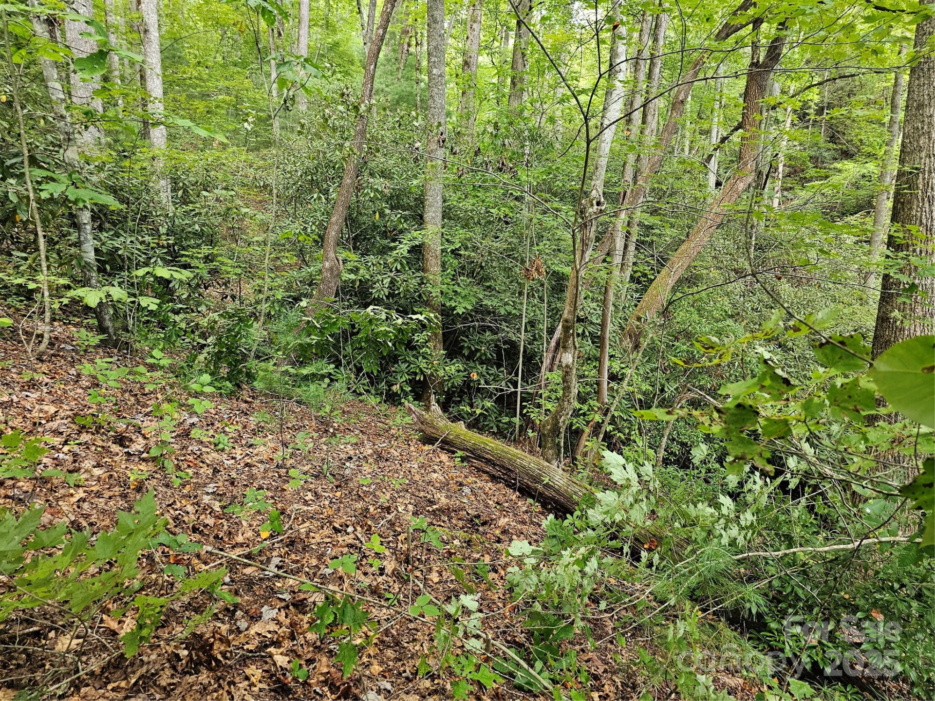 99999 Majestic Trace #25 - Photo 15