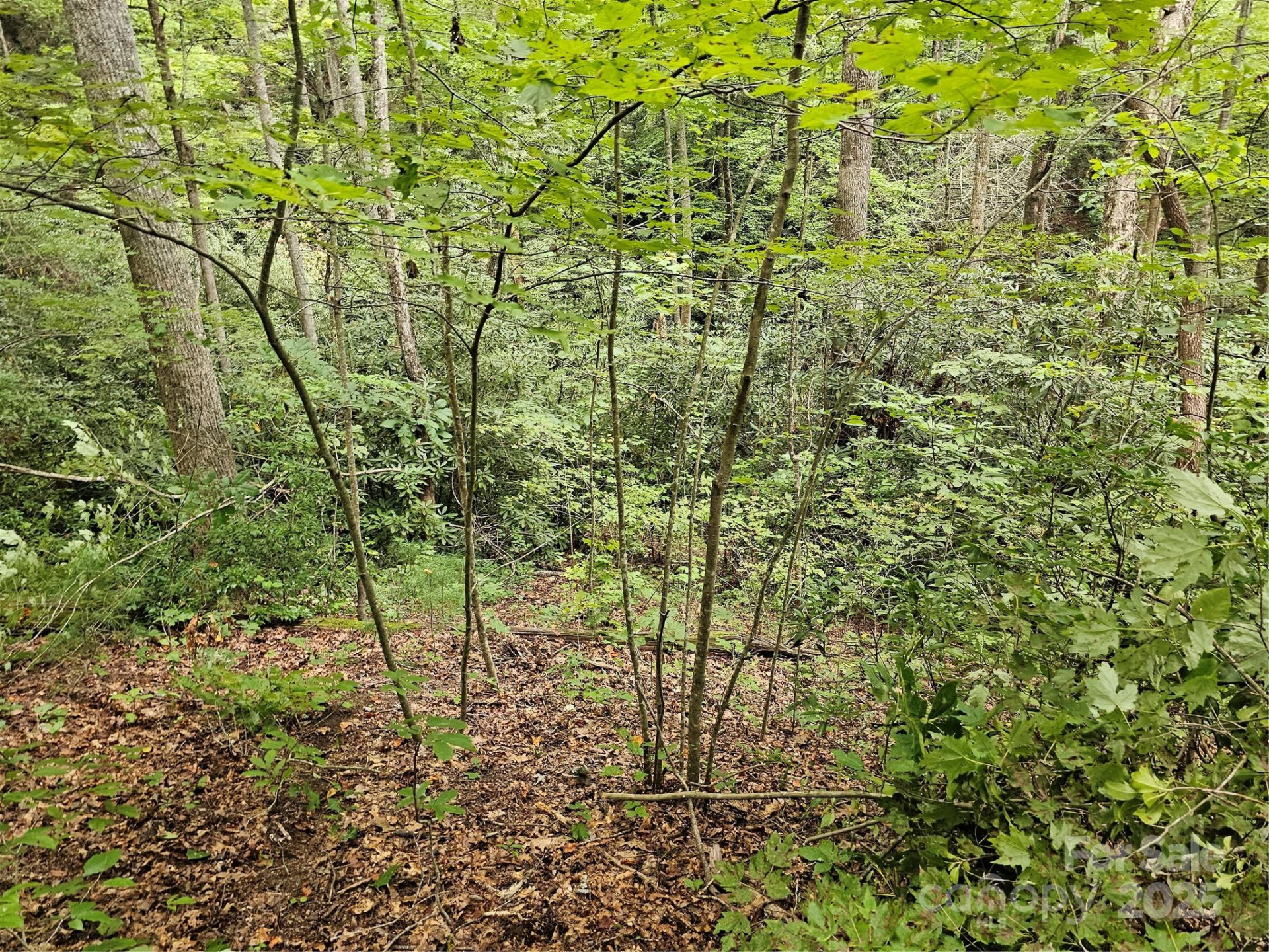 99999 Majestic Trace #25 - Photo 16