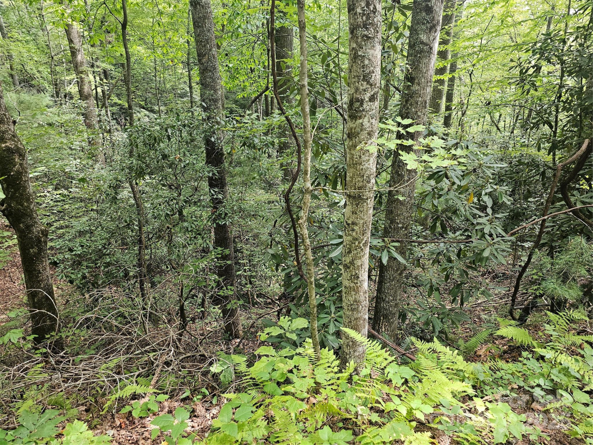 99999 Majestic Trace #25 - Photo 3