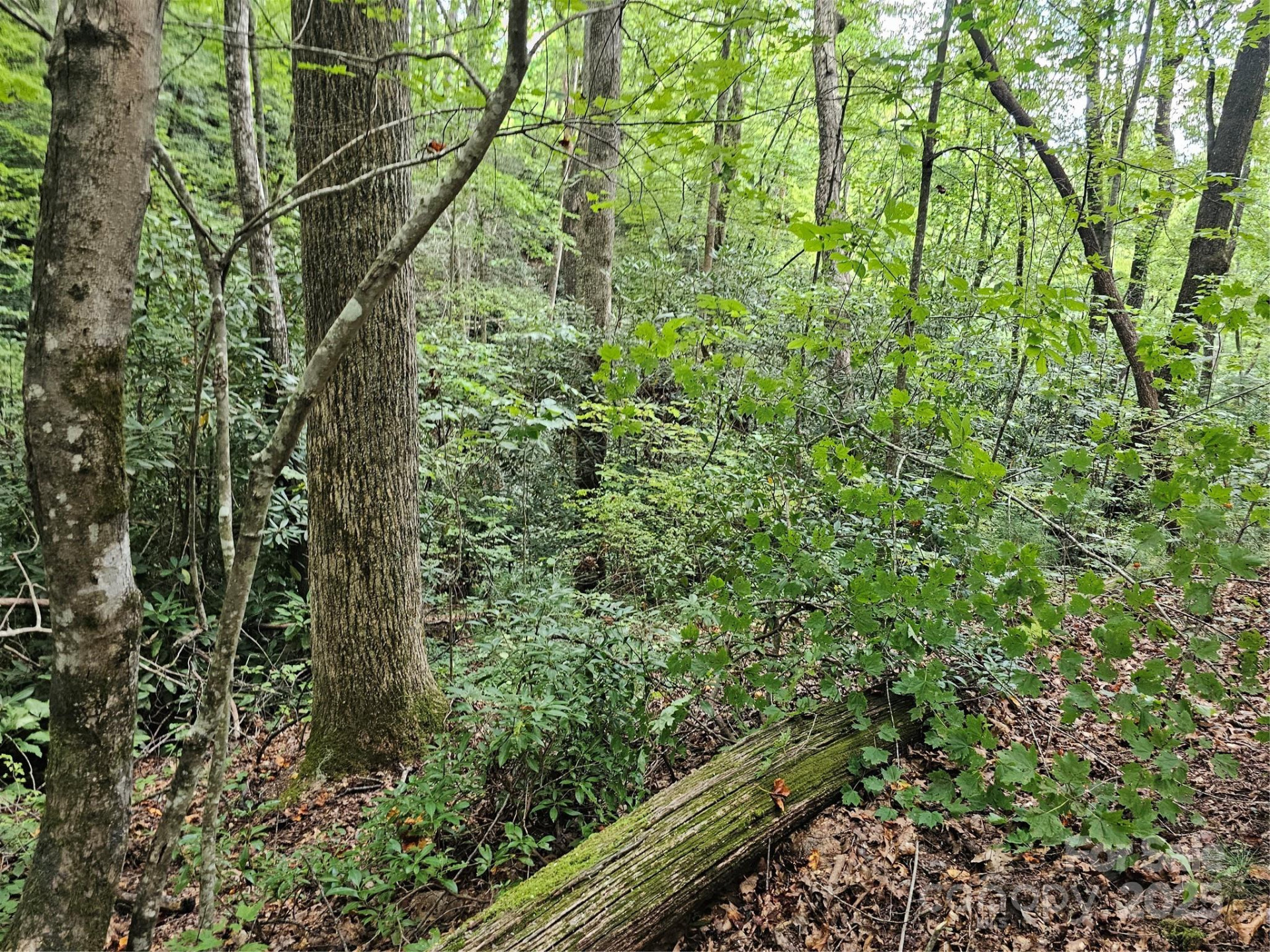 99999 Majestic Trace #25 - Photo 30