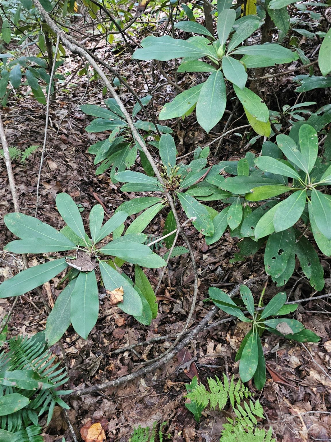 99999 Majestic Trace #25 - Photo 31