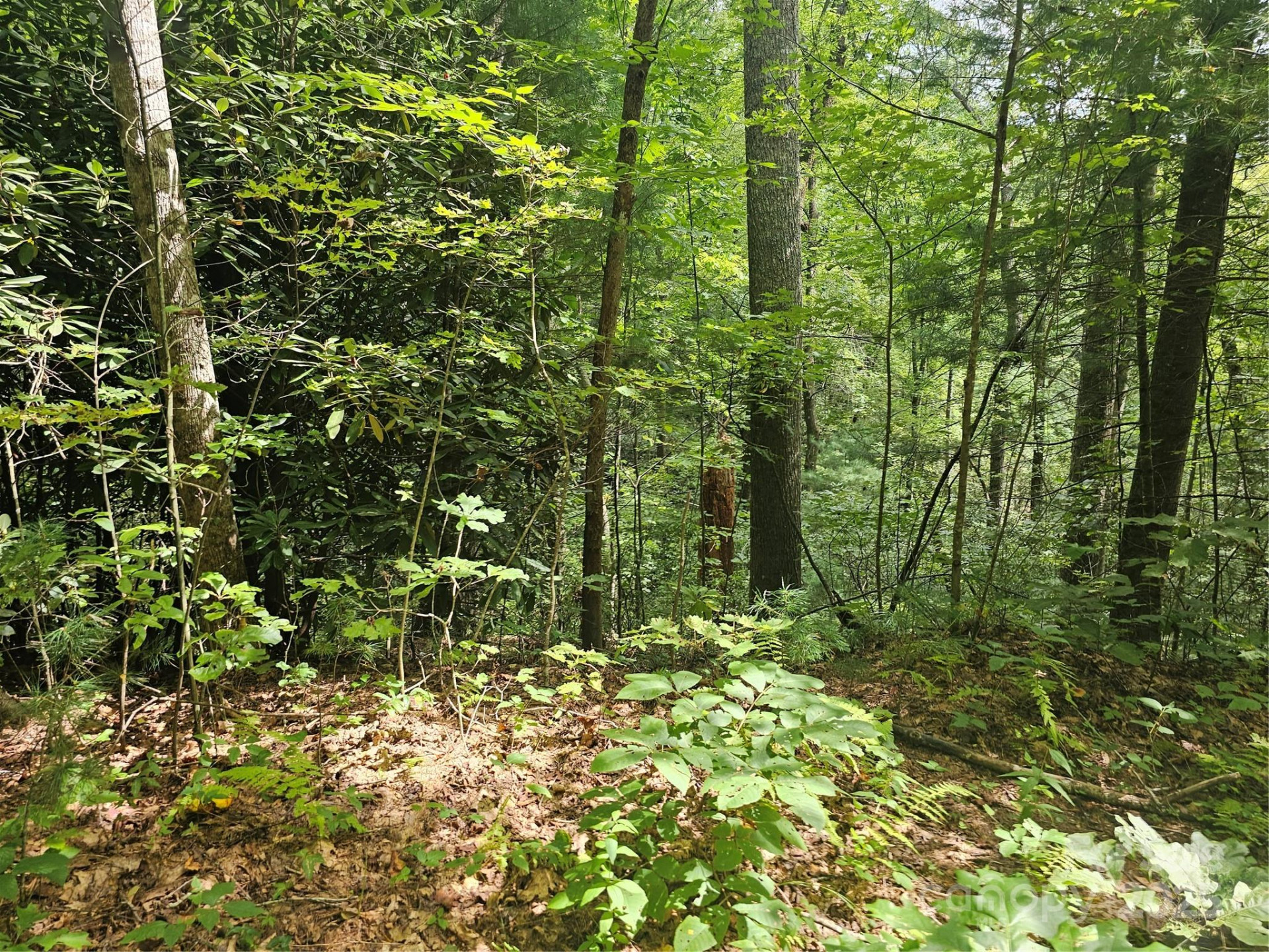 99999 Majestic Trace #25 - Photo 37