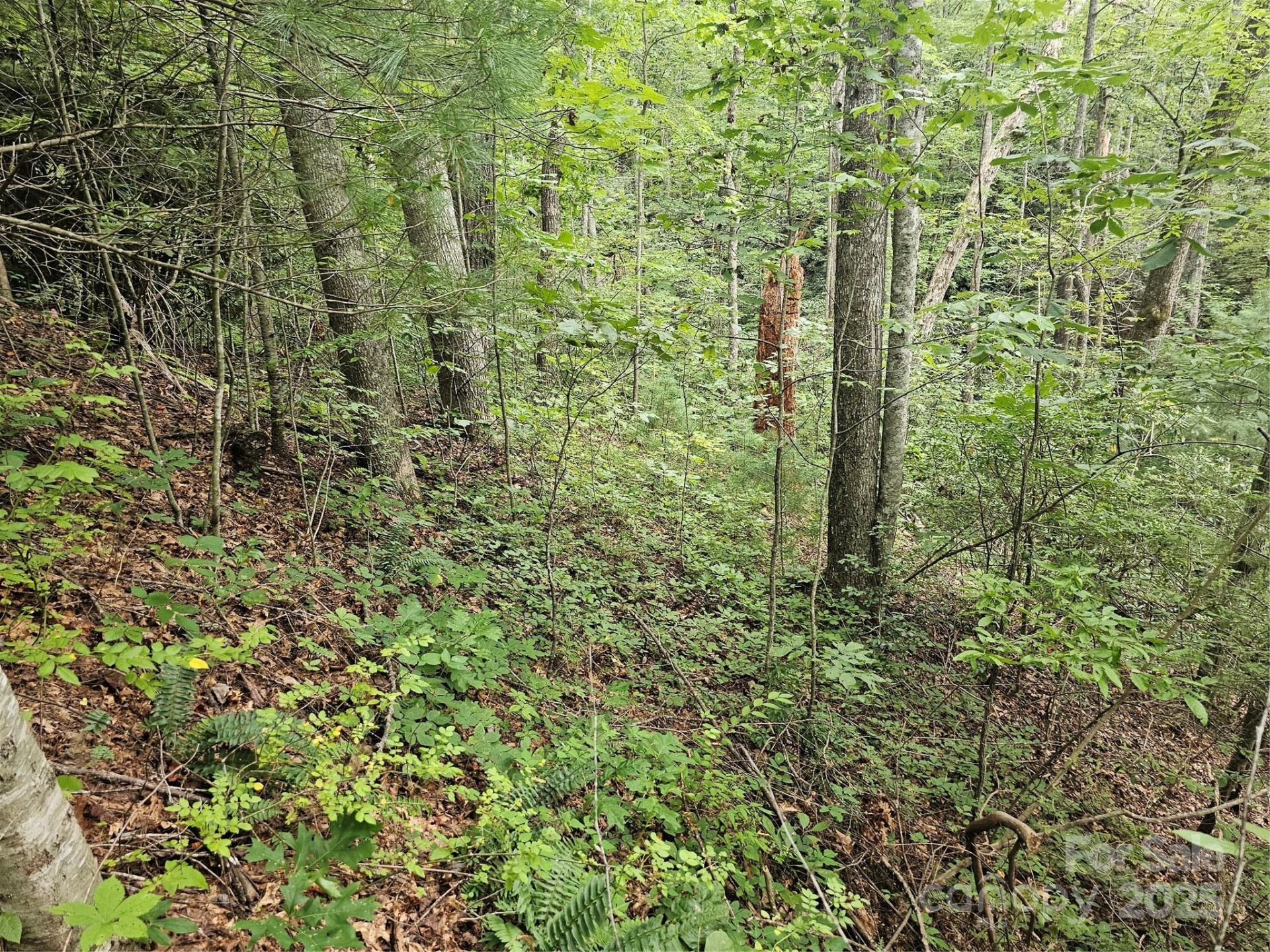 99999 Majestic Trace #25 - Photo 42