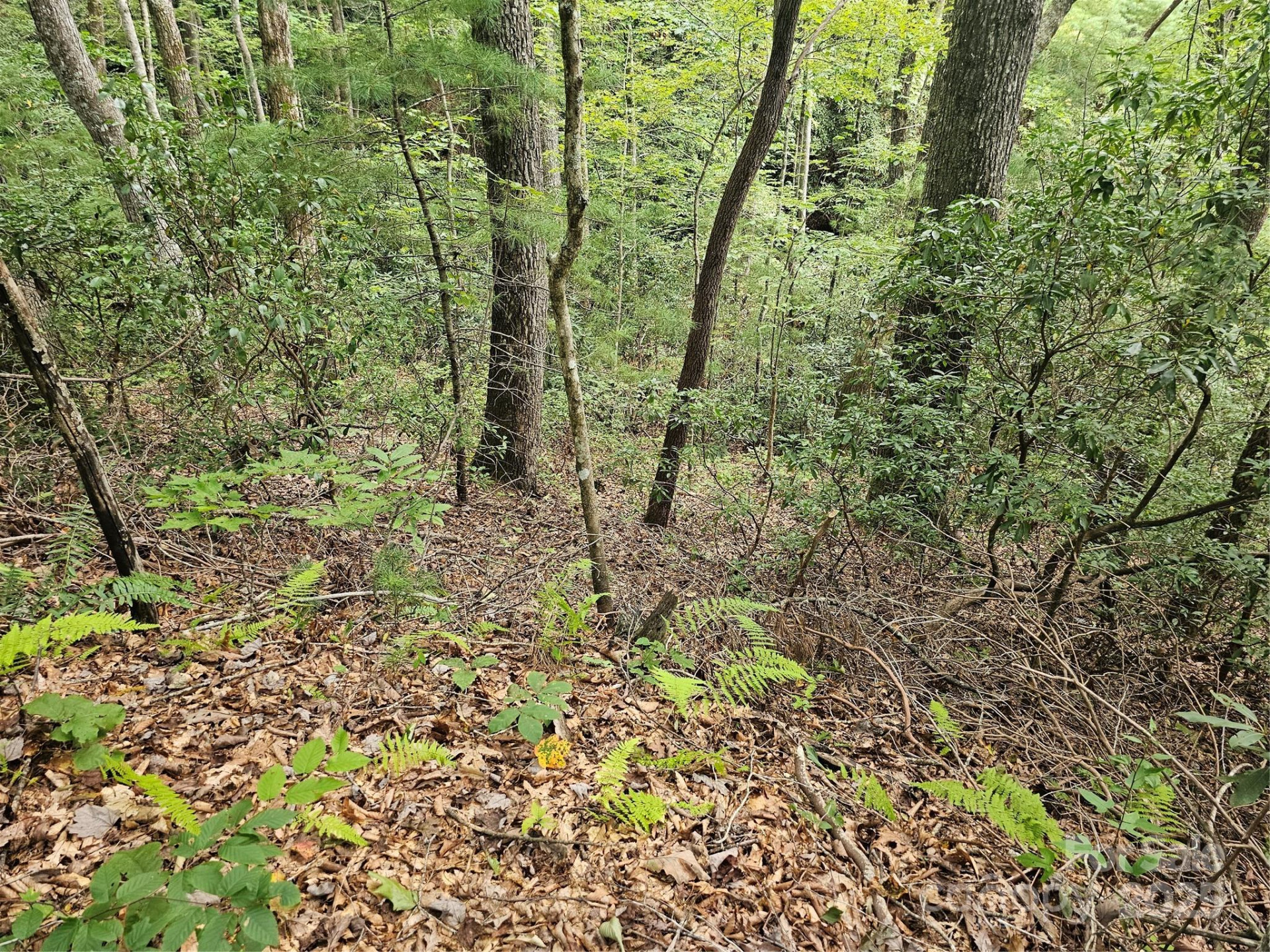 99999 Majestic Trace #25 - Photo 6