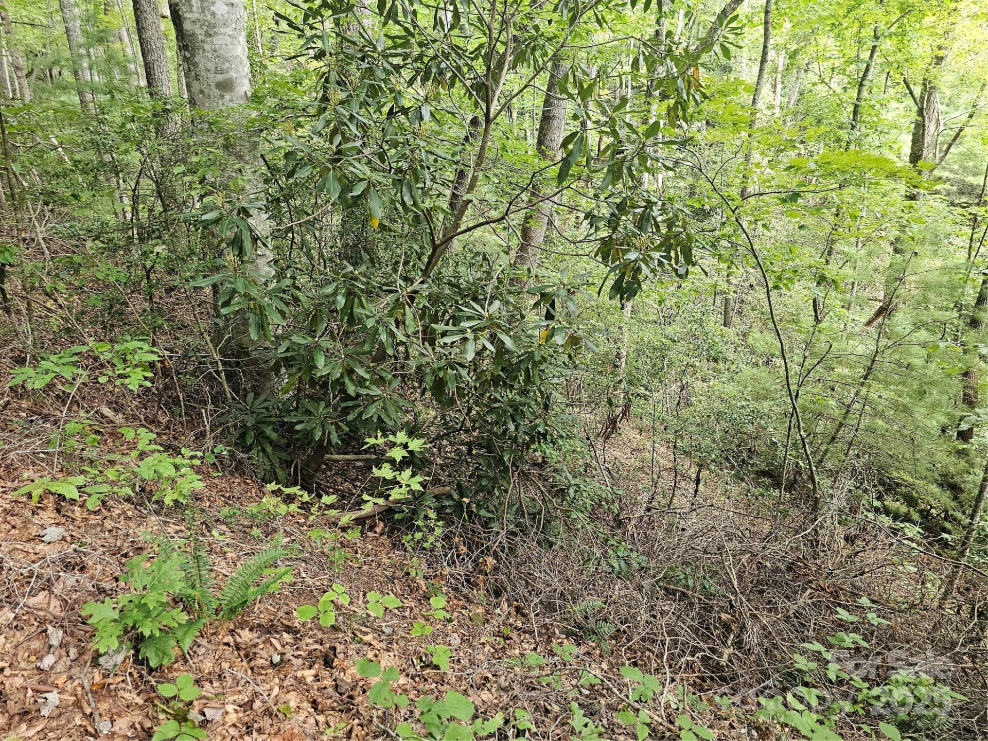 99999 Majestic Trace #25 - Photo 10