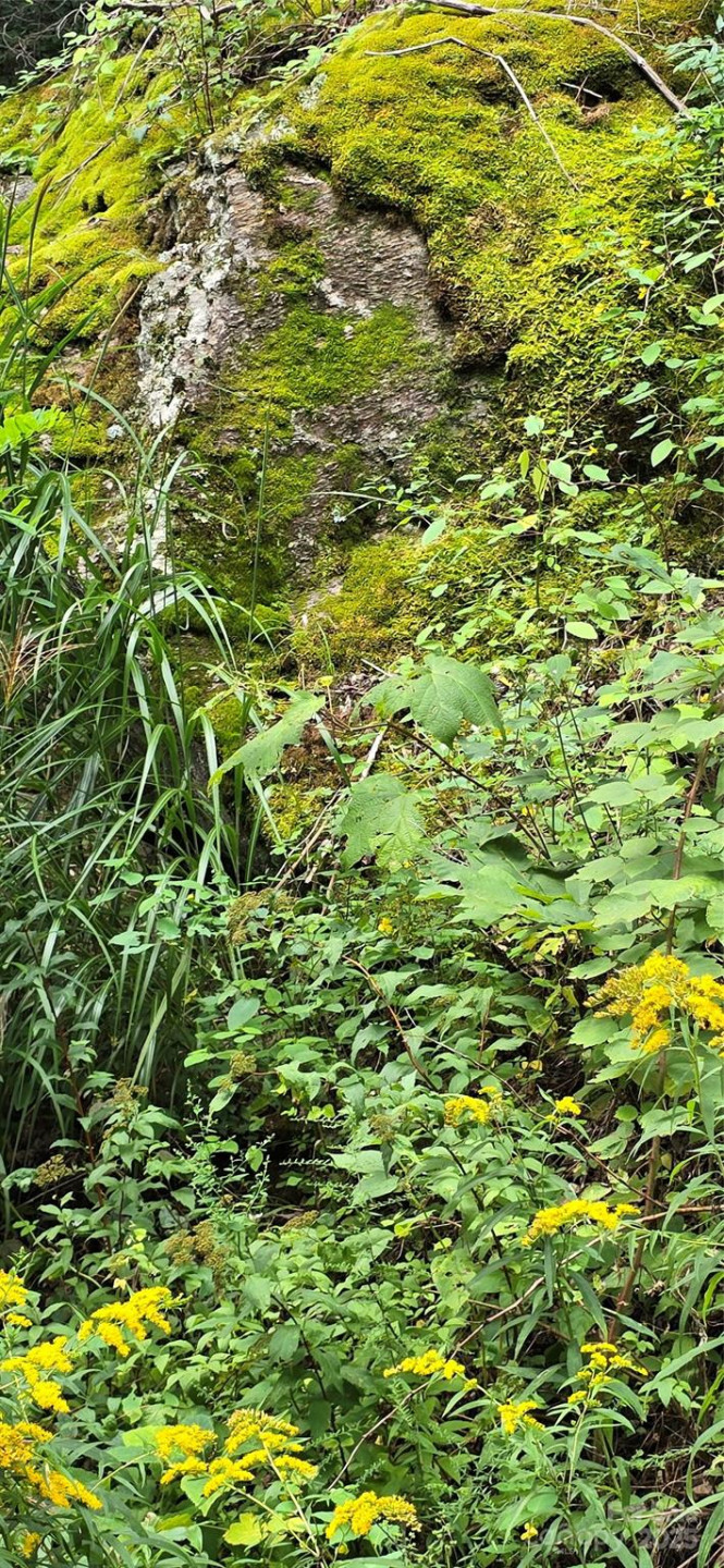 607 Rocky Top Trail - Photo 48