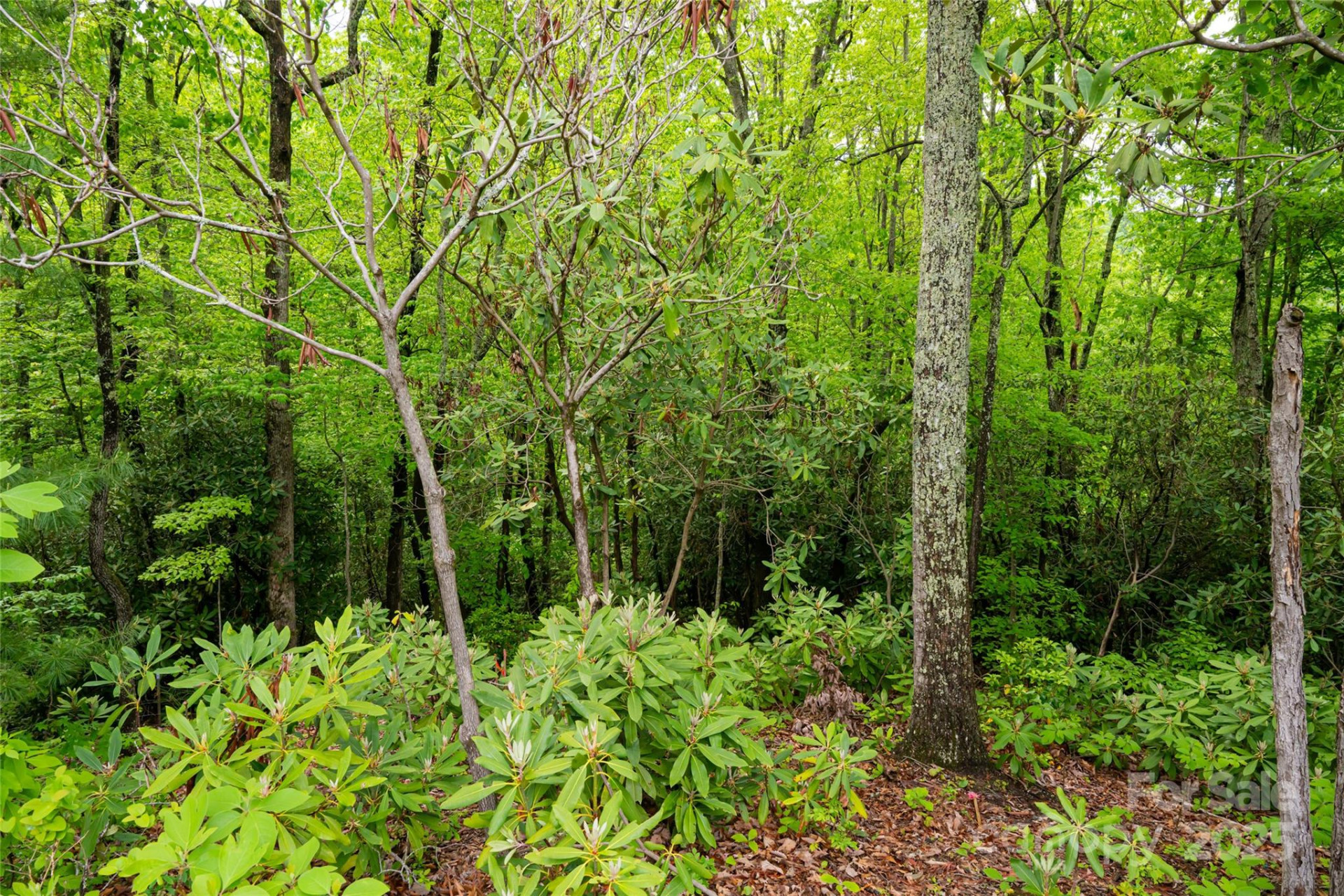 1111 Elm Tree Lane - Photo 4