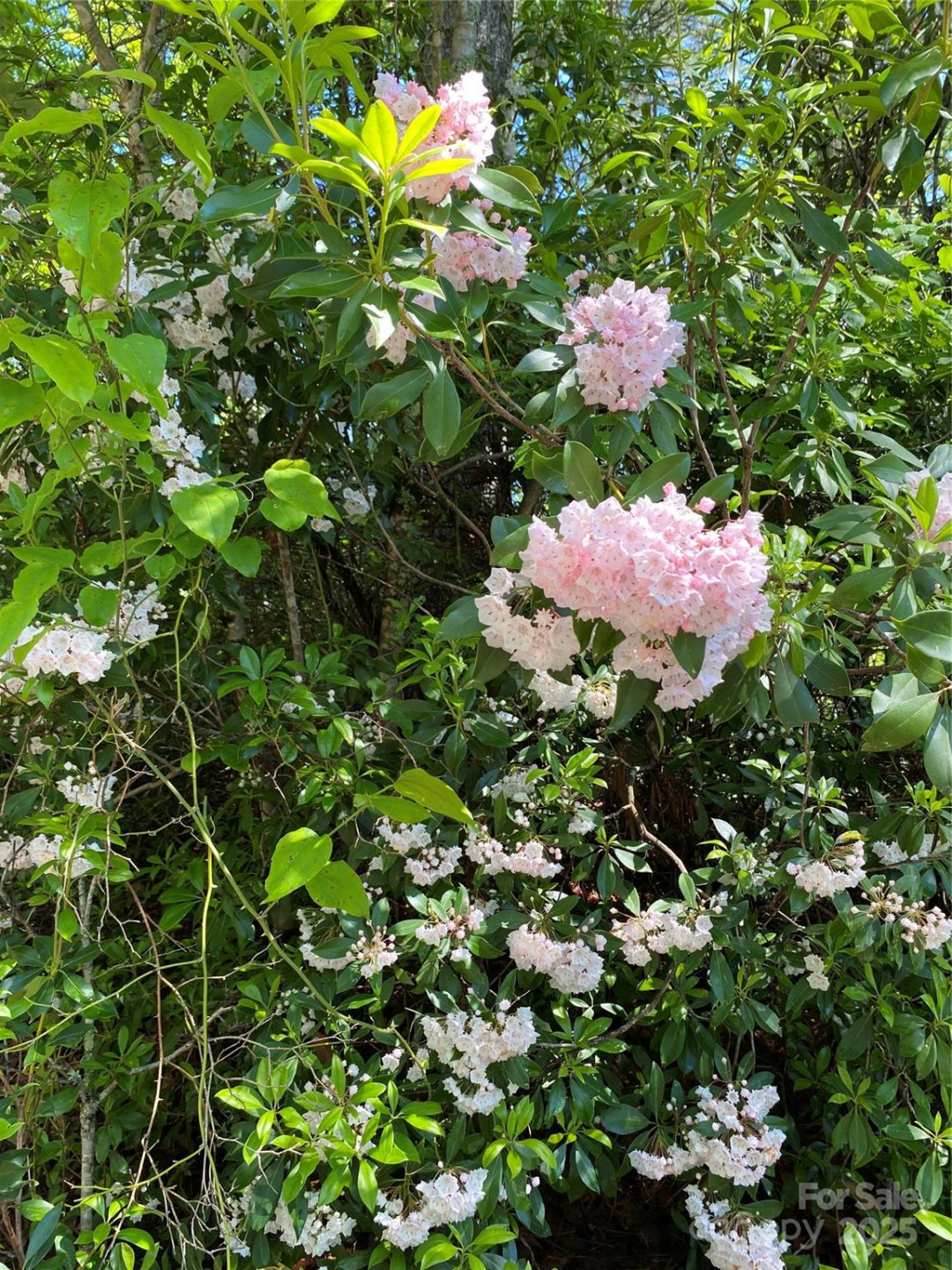 Lot 6 Rosewood Lane - Photo 4