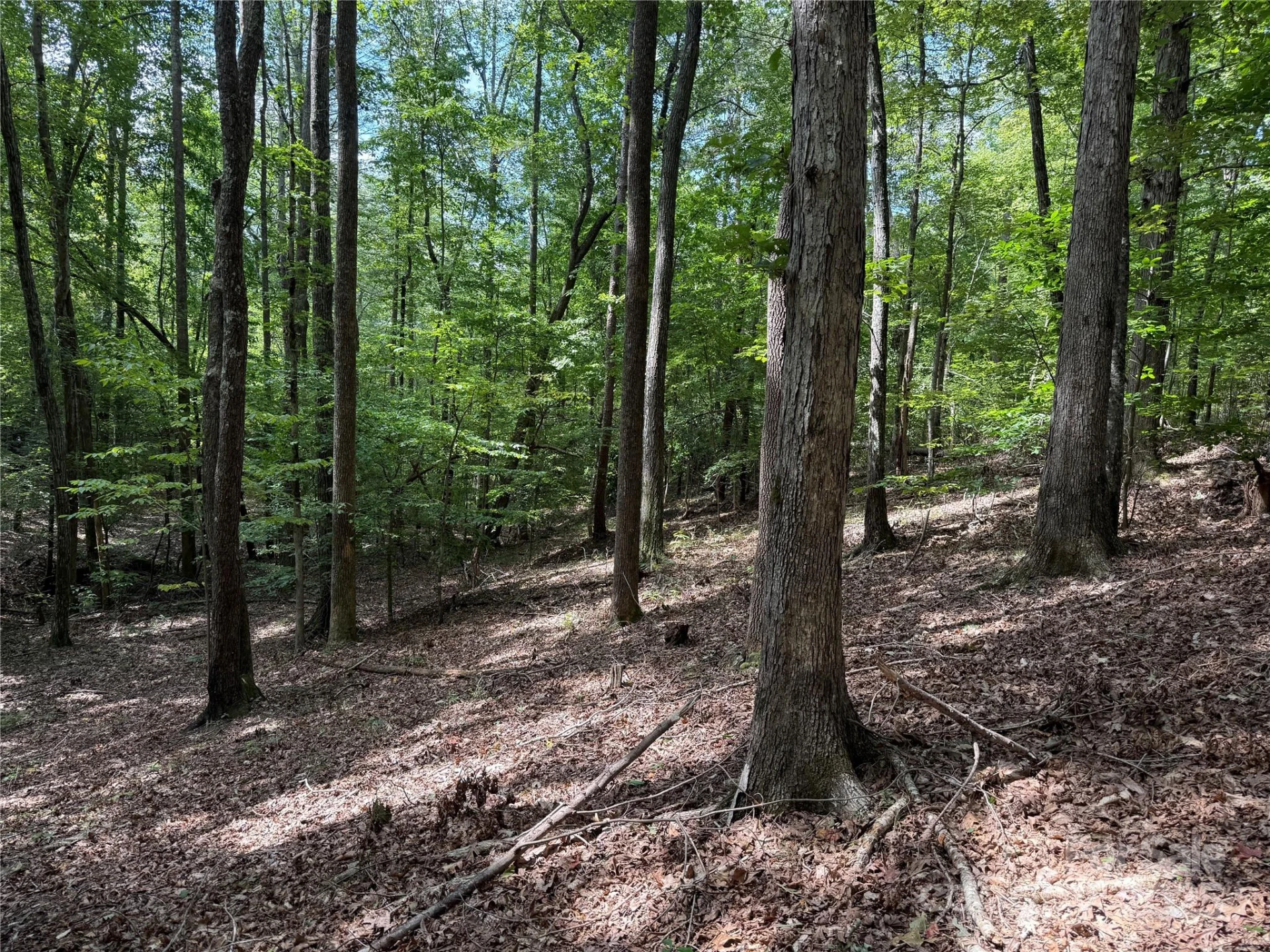 0 Mountain Brook Trail #298 - Photo 5