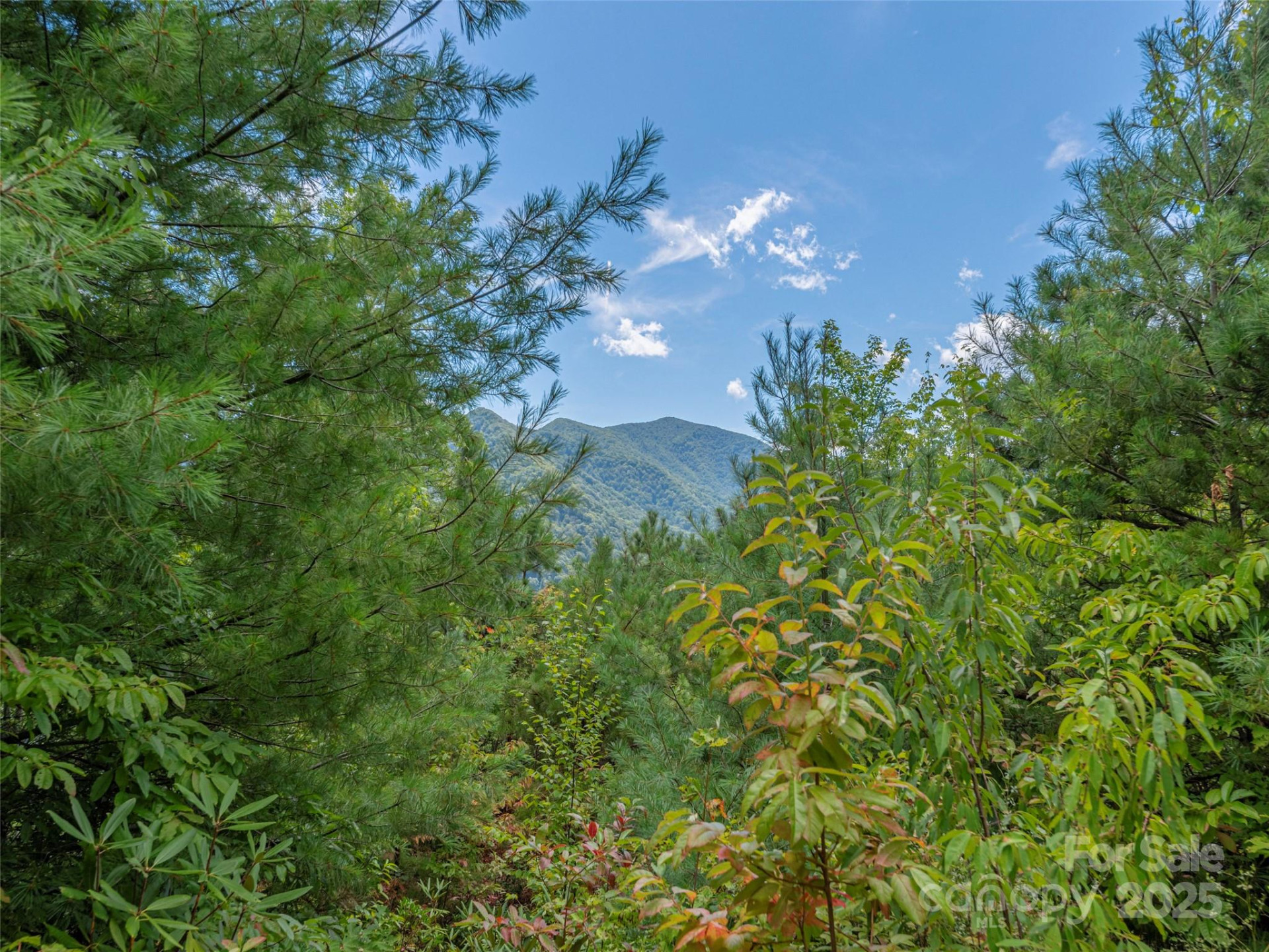 00 Split Rail Drive - Photo 6