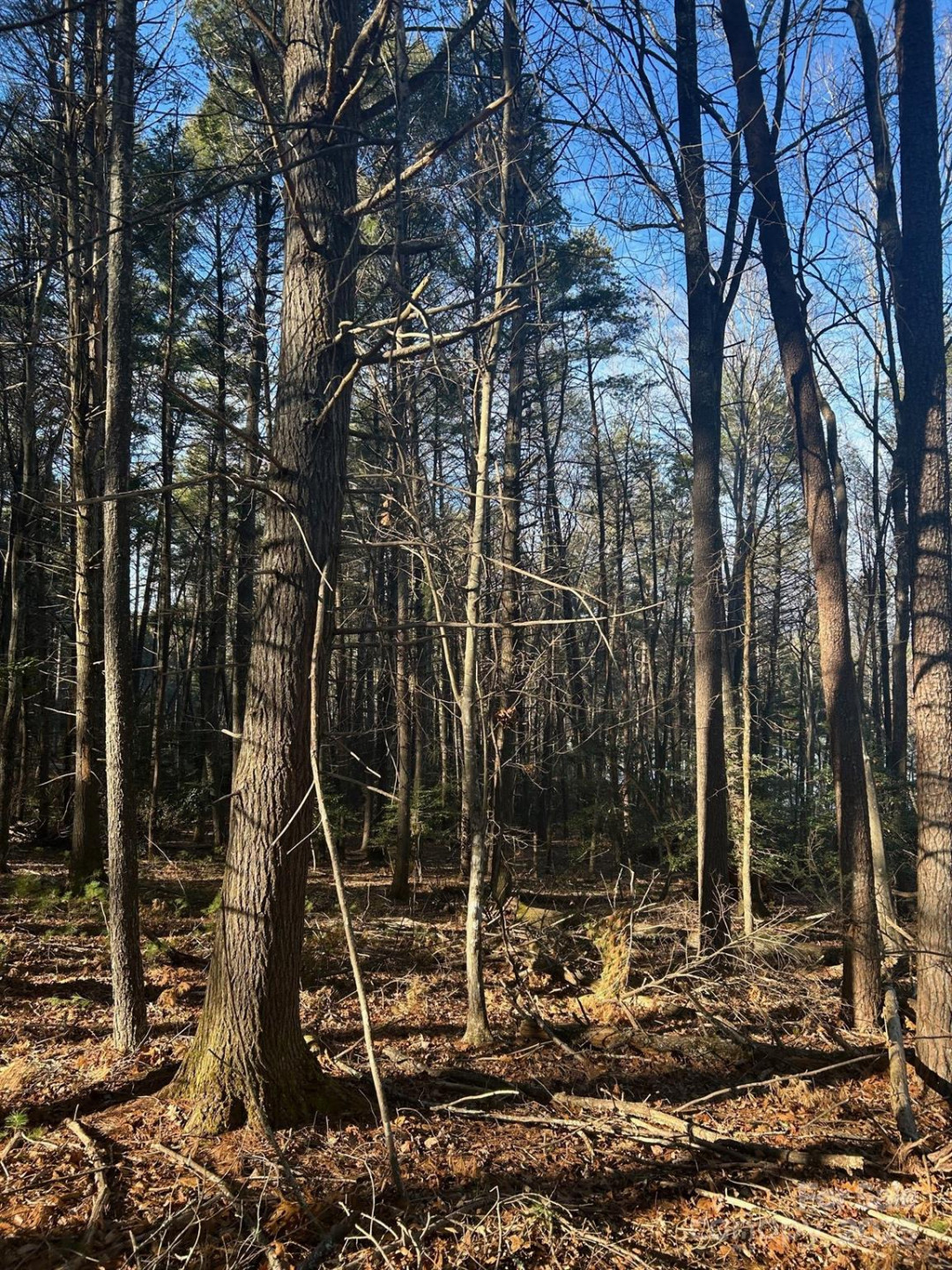 2205 Black Forest Drive #28 - Photo 21