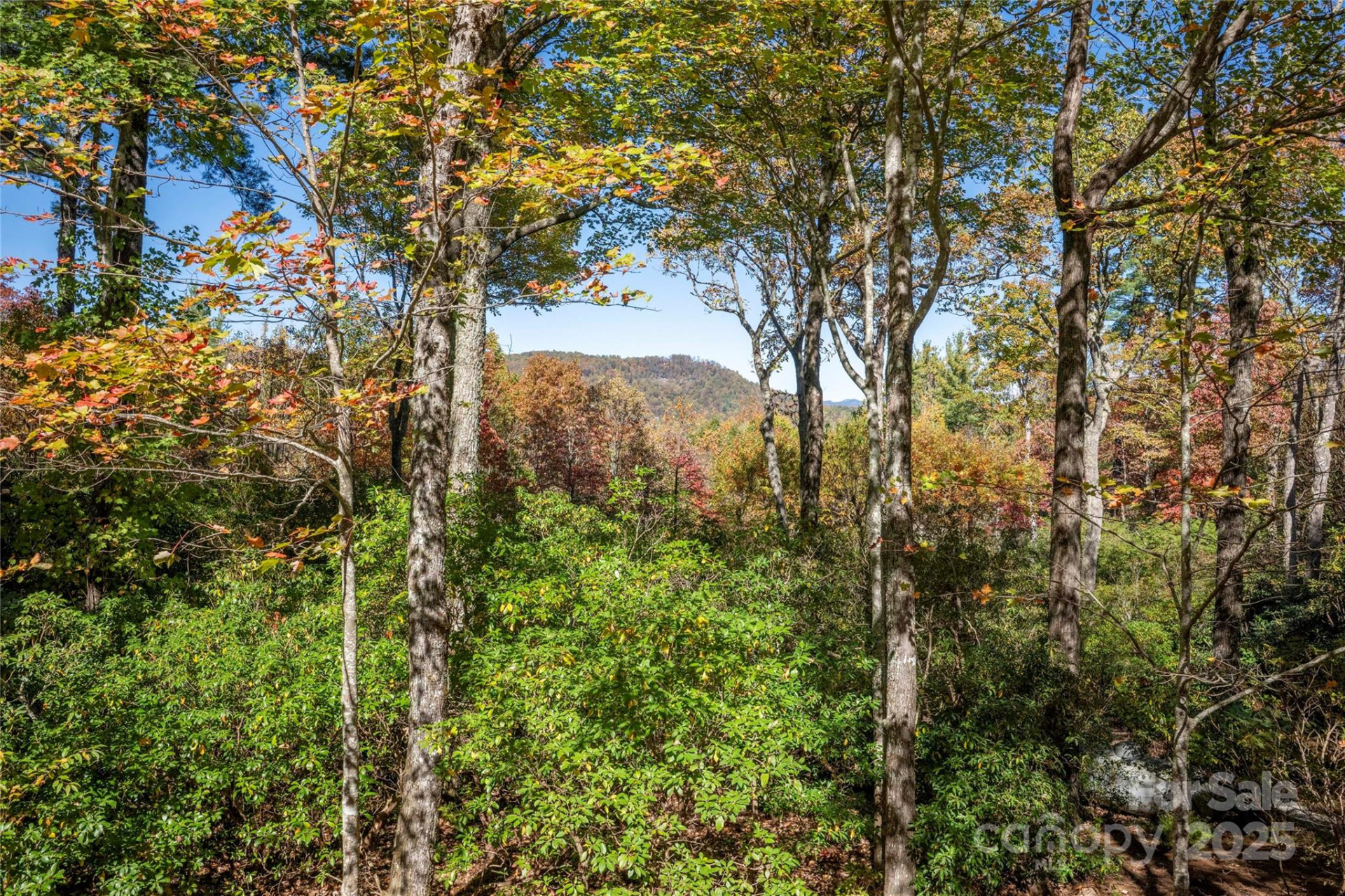 242 Club Colony Lane - Photo 38