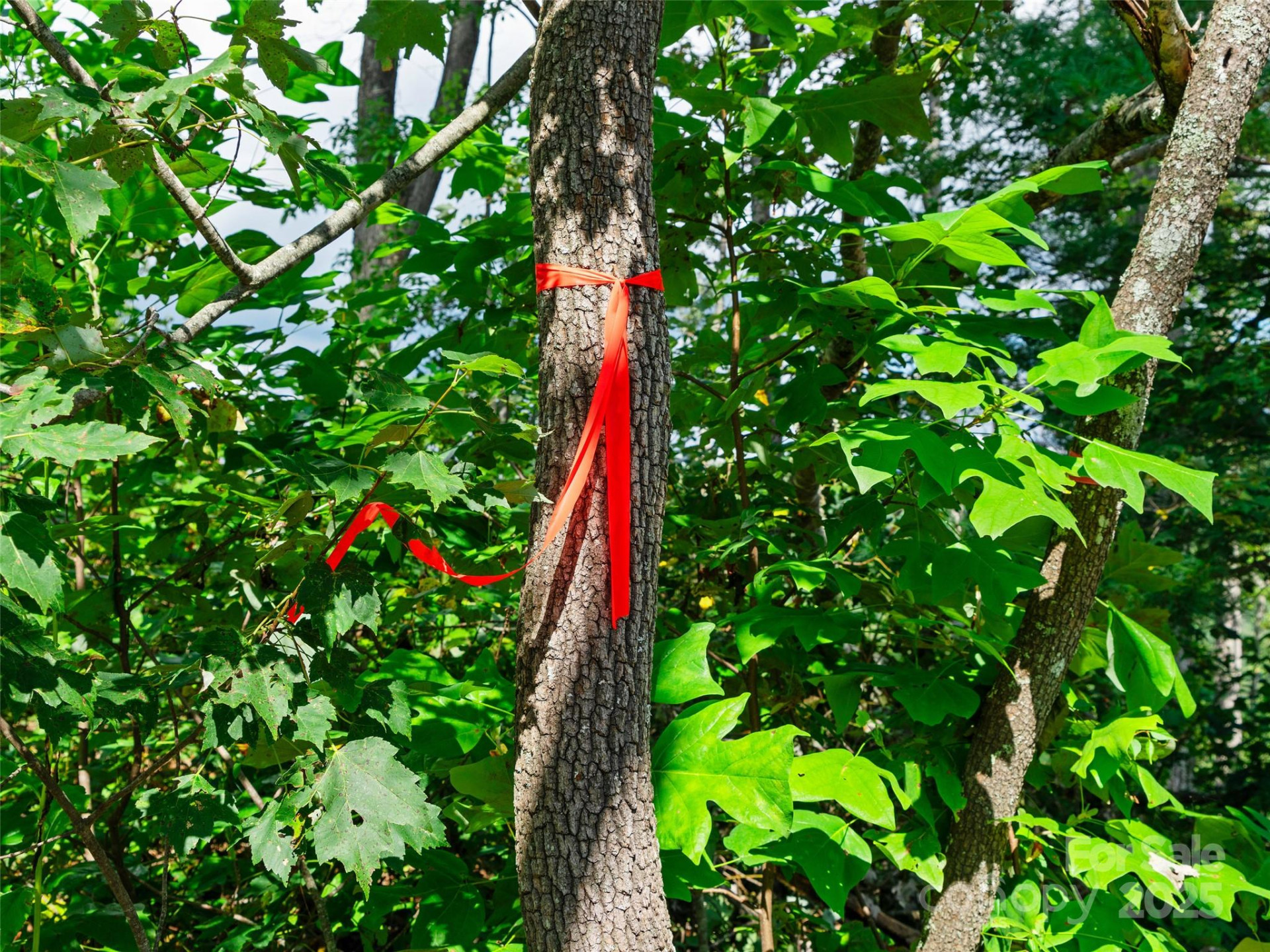 99999 Youngs Gap Road #South Lot - Photo 3