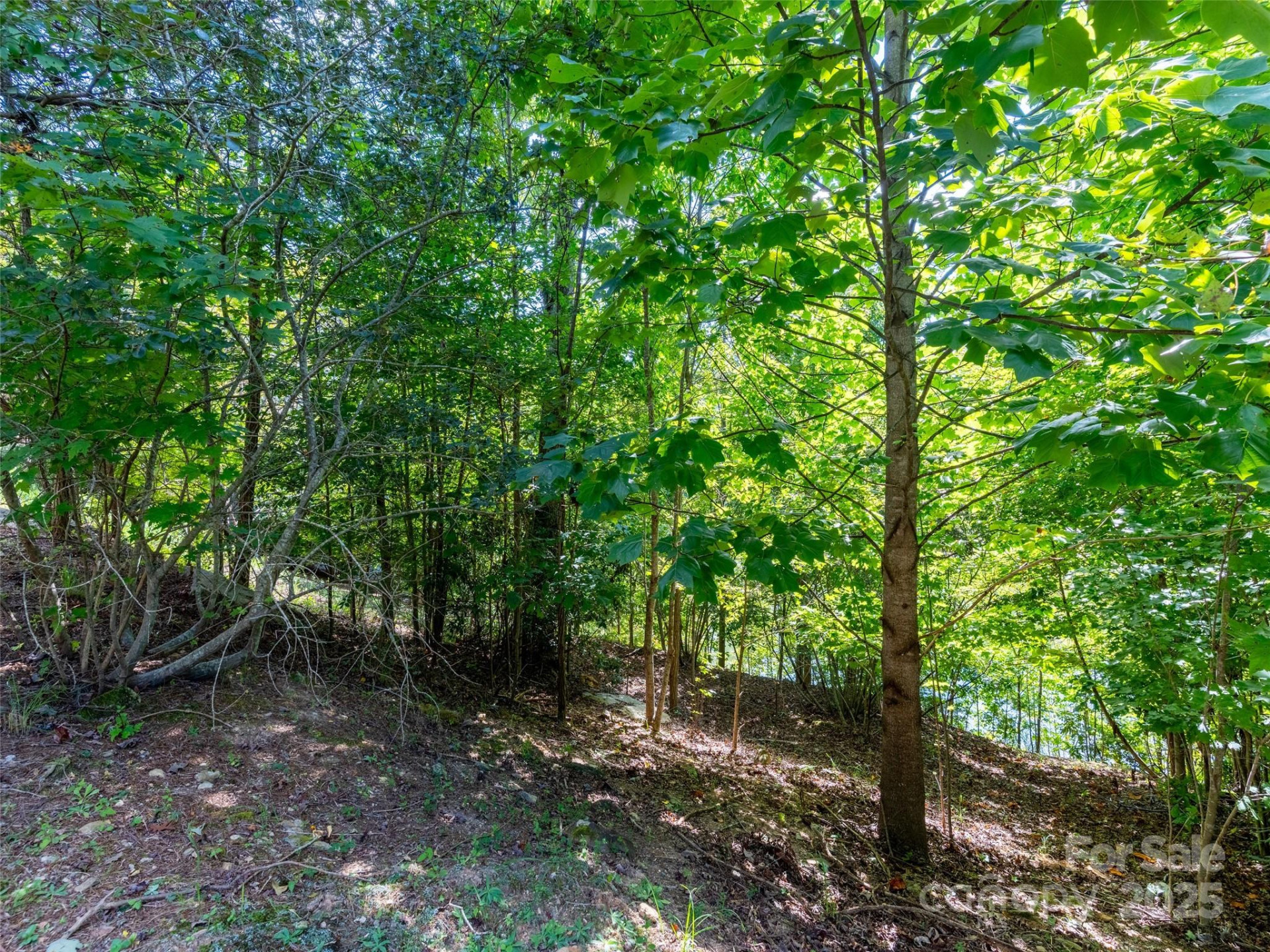 54 Narrows Run Loop #4 - Photo 7