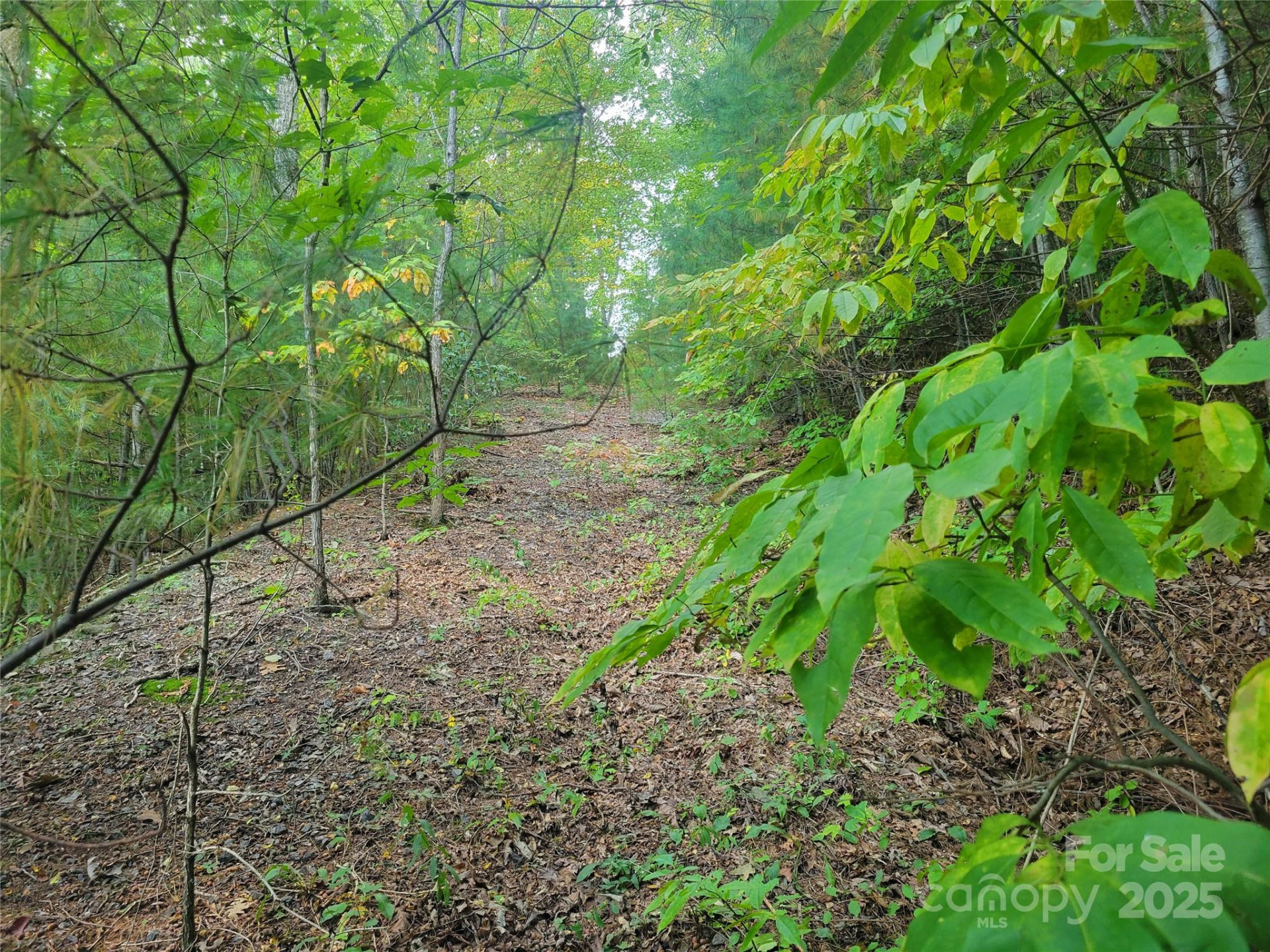 0 Pinewood Drive #5 - Photo 2