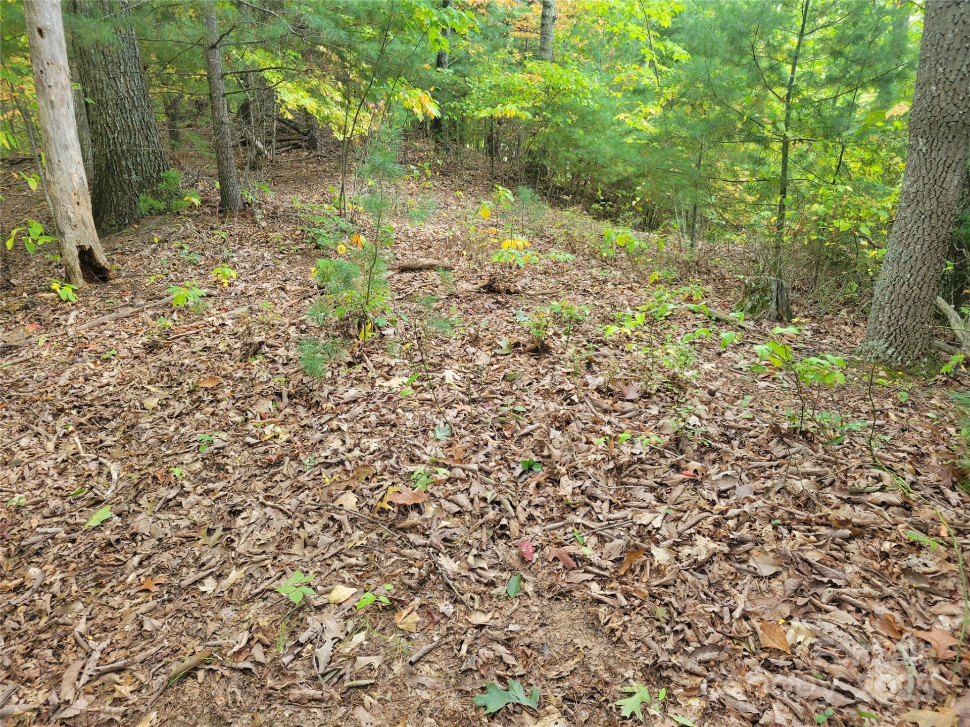 0 Pinewood Drive #5 - Photo 4