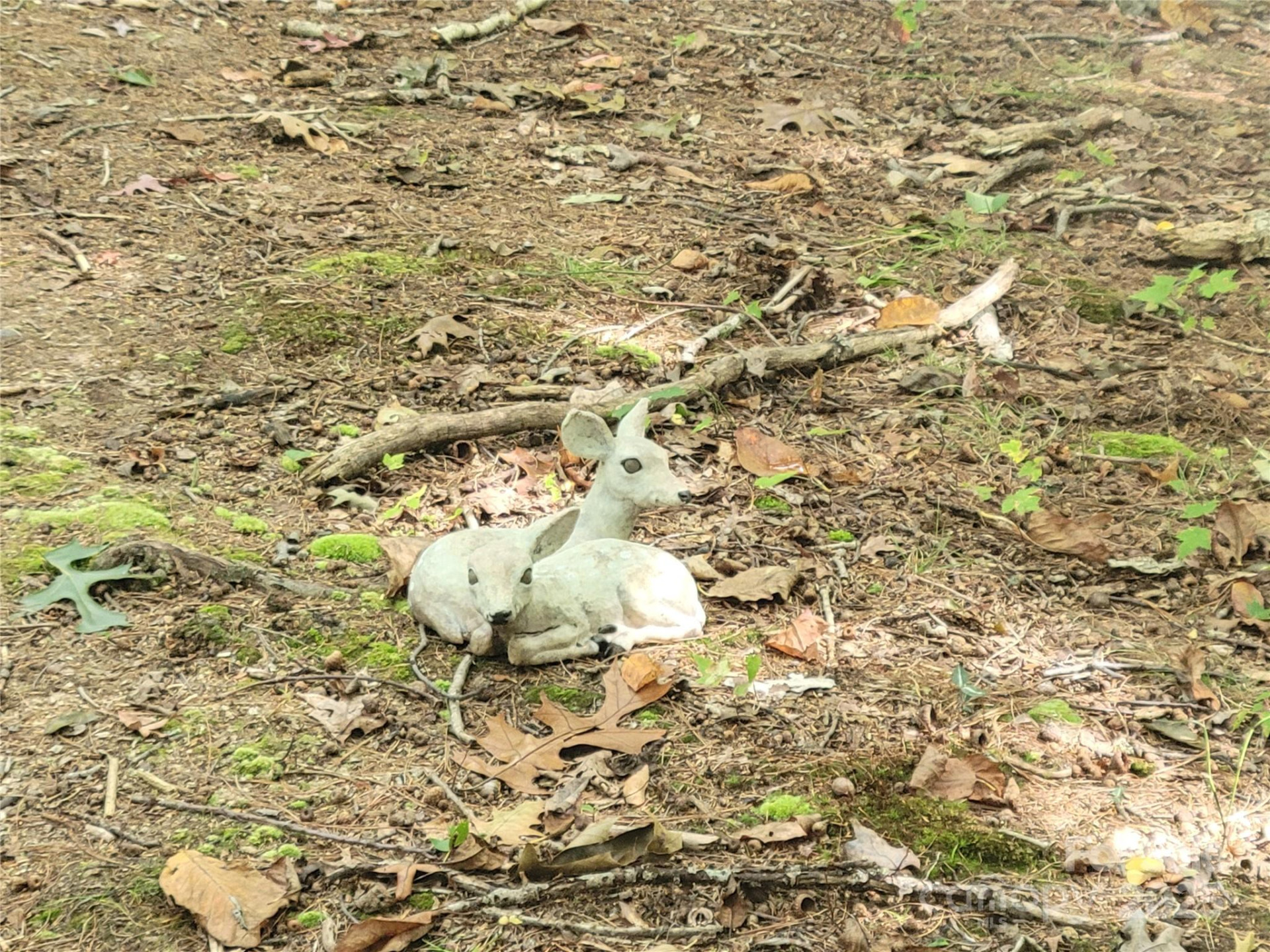 0 Pinewood Drive #5 - Photo 5