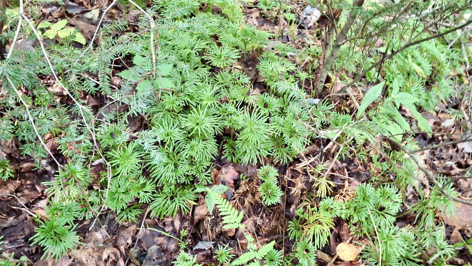 0 Cross Creek Circle - Photo 11