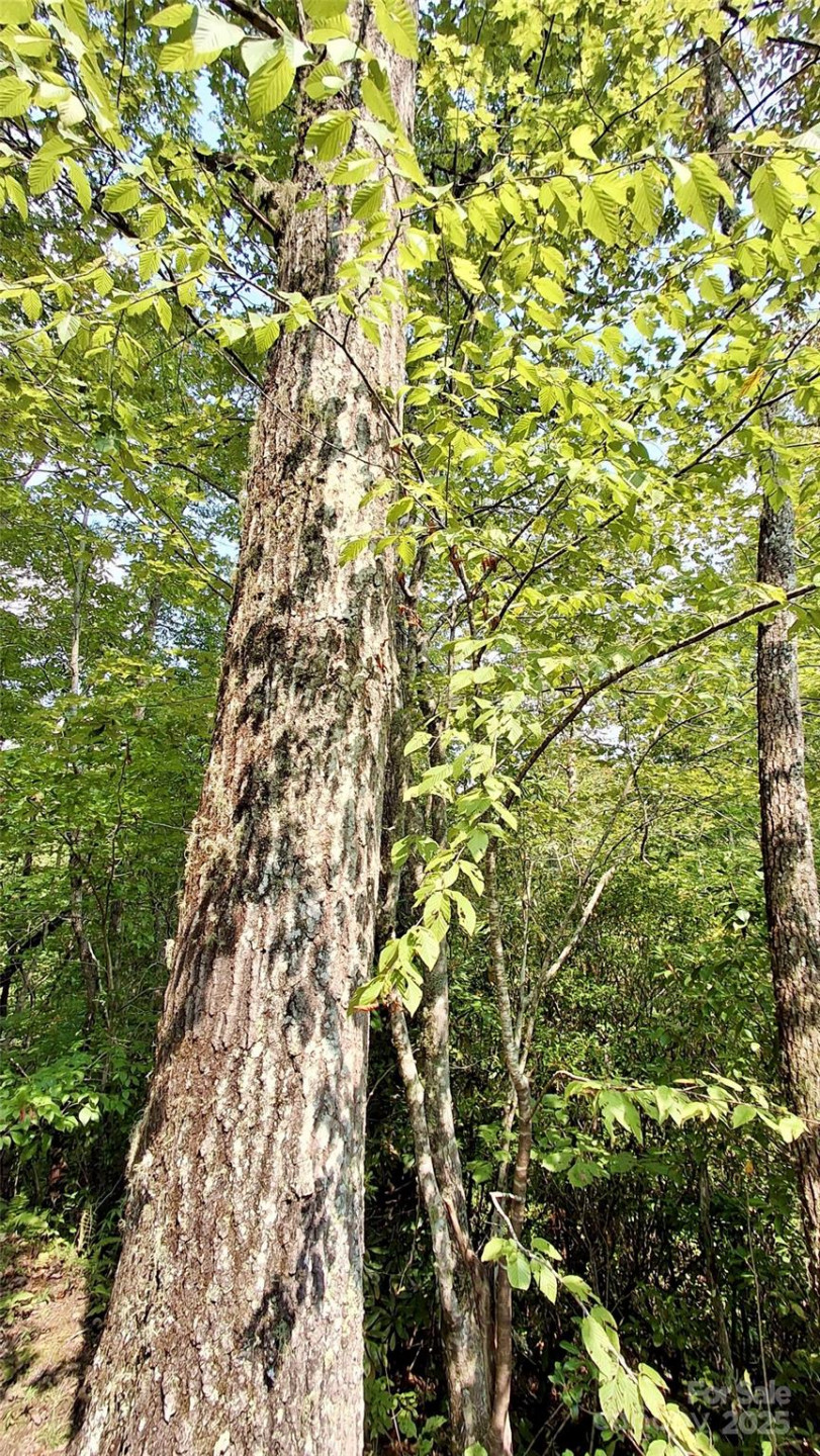 0 Cross Creek Circle - Photo 13