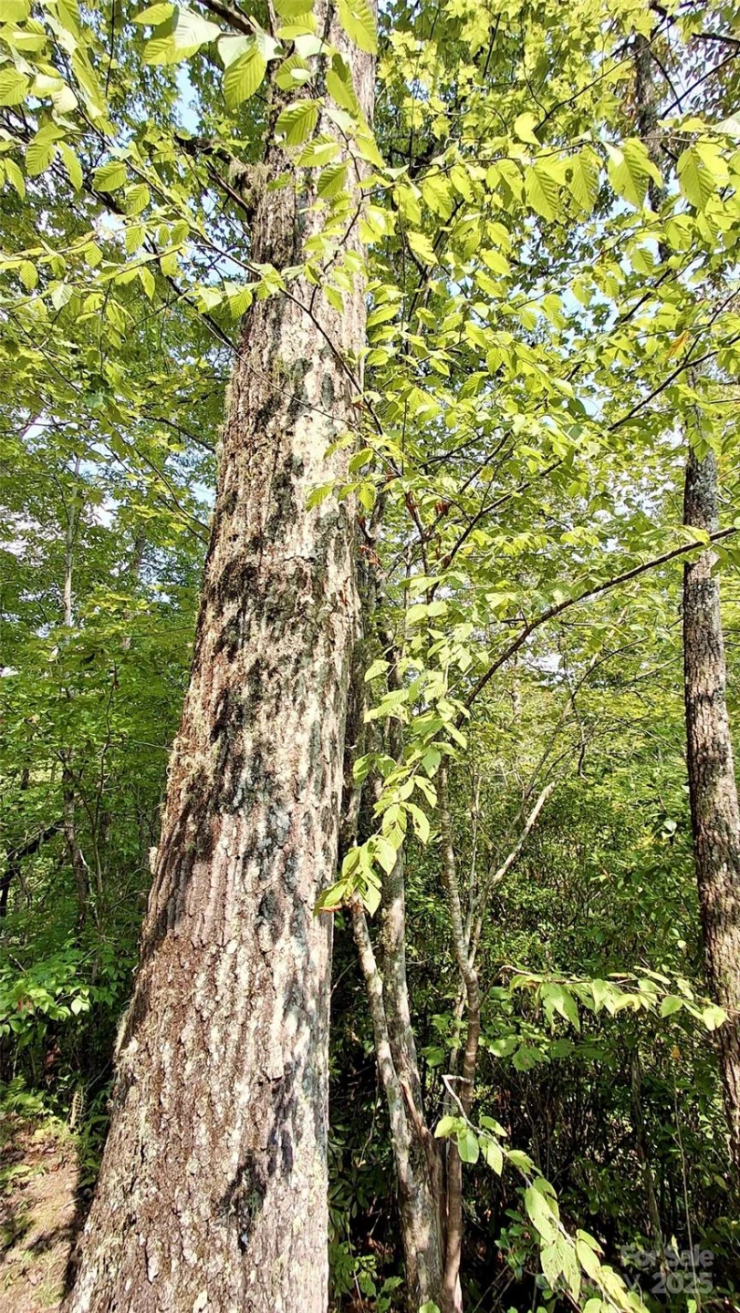 0 Cross Creek Circle - Photo 13