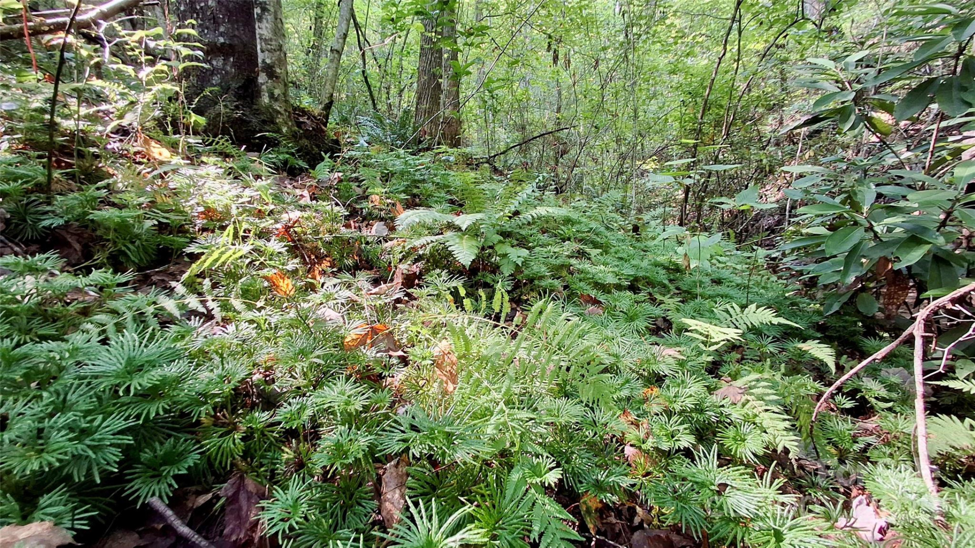 0 Cross Creek Circle - Photo 10