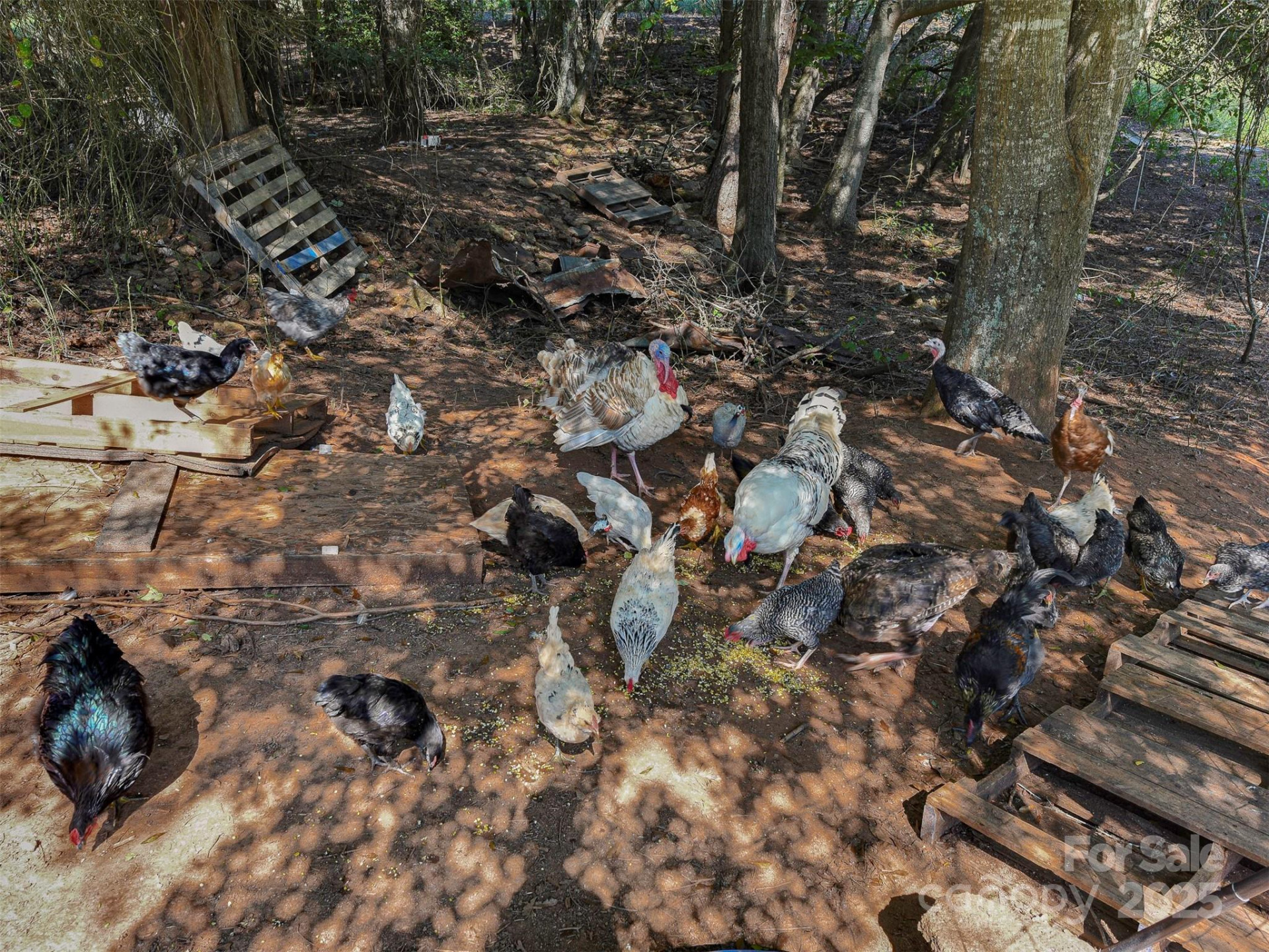 250 Circus Trail - Photo 27