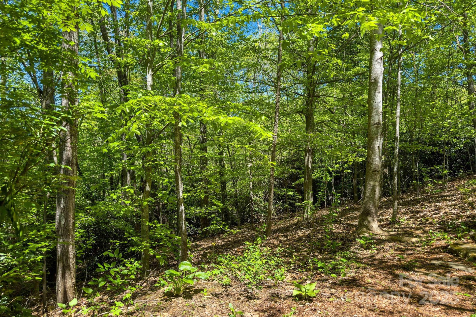 tbd Hunting Lodge Drive #9 - Photo 2