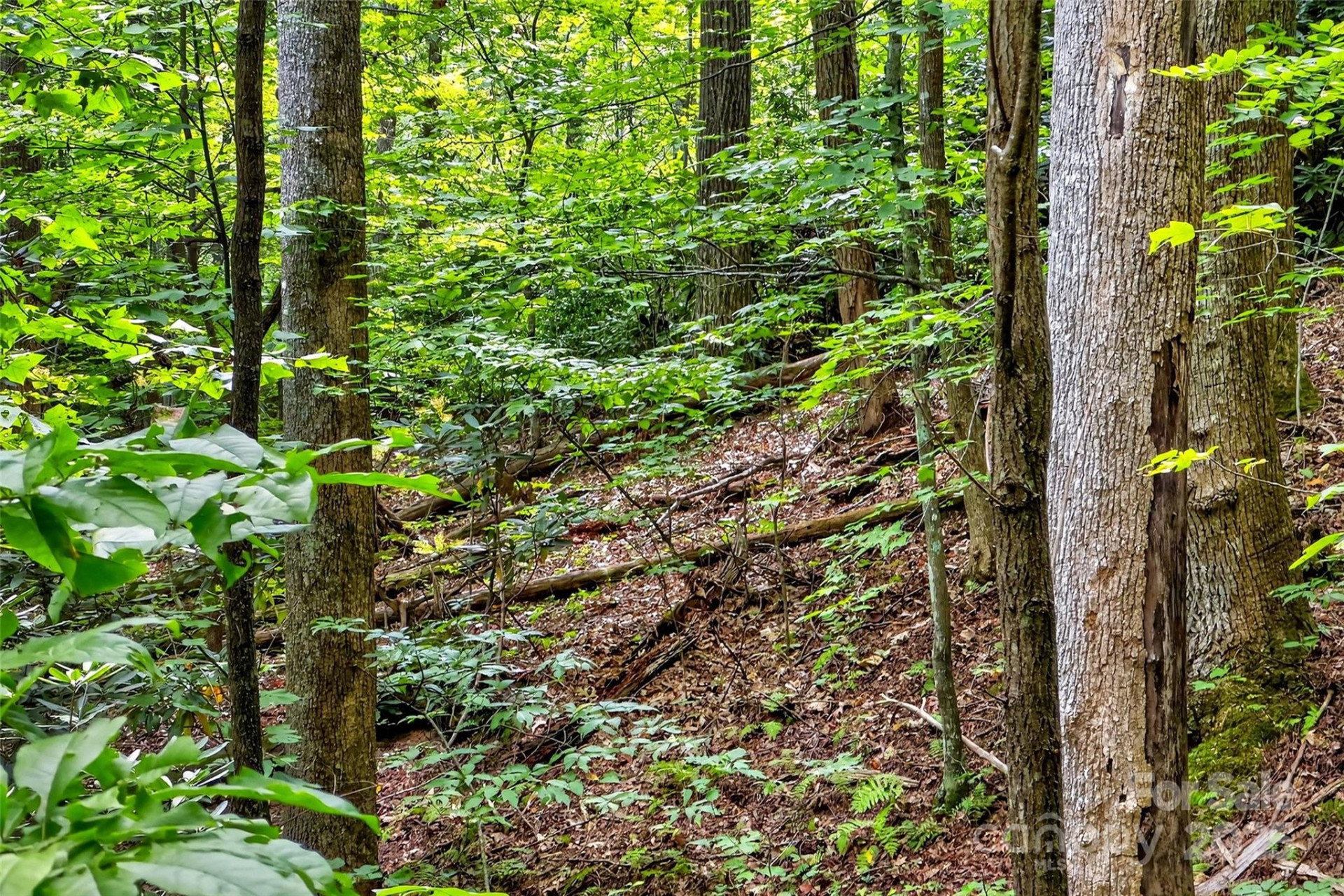 100 Comet Falls Trail #235 - Photo 2