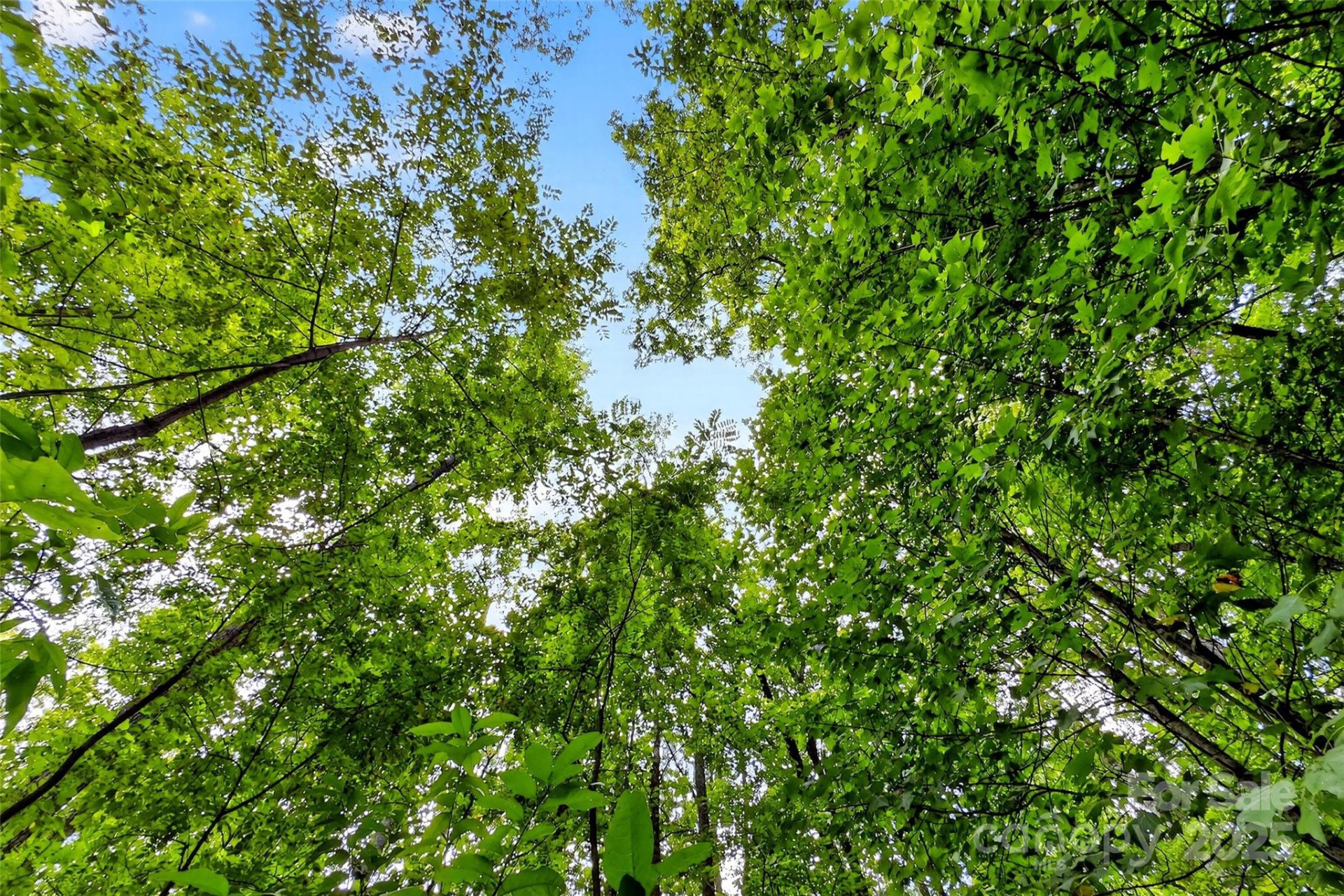 100 Comet Falls Trail #235 - Photo 16