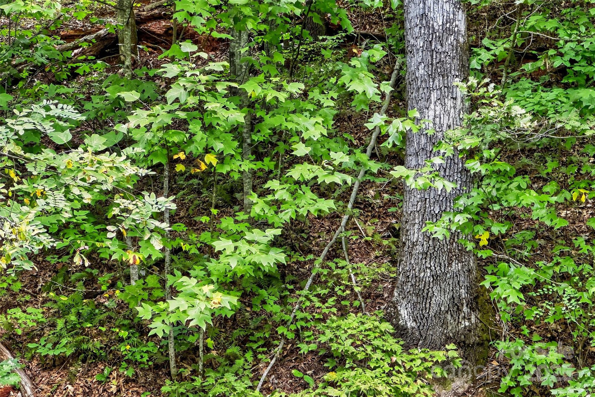 100 Comet Falls Trail #235 - Photo 17