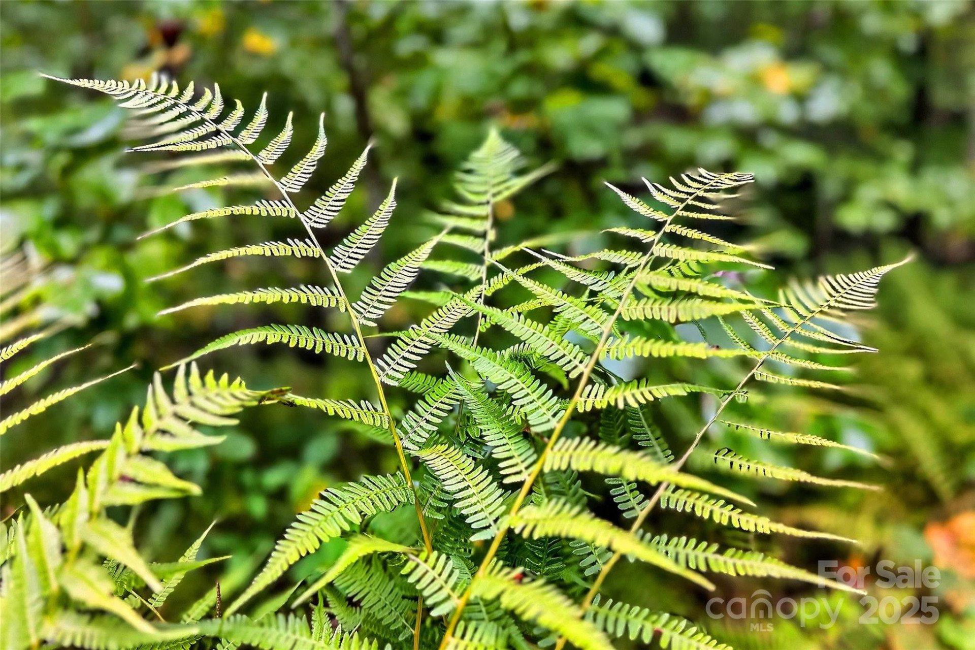 100 Comet Falls Trail #235 - Photo 18
