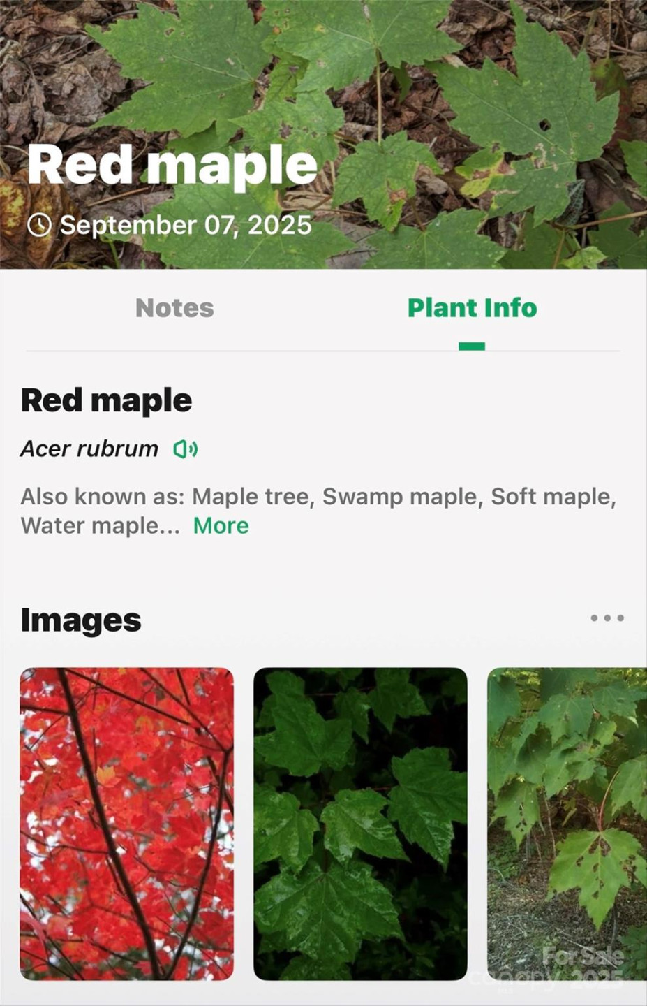 100 Comet Falls Trail #235 - Photo 24