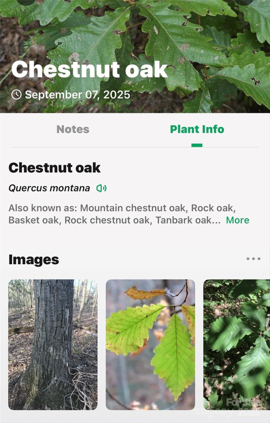 100 Comet Falls Trail #235 - Photo 25