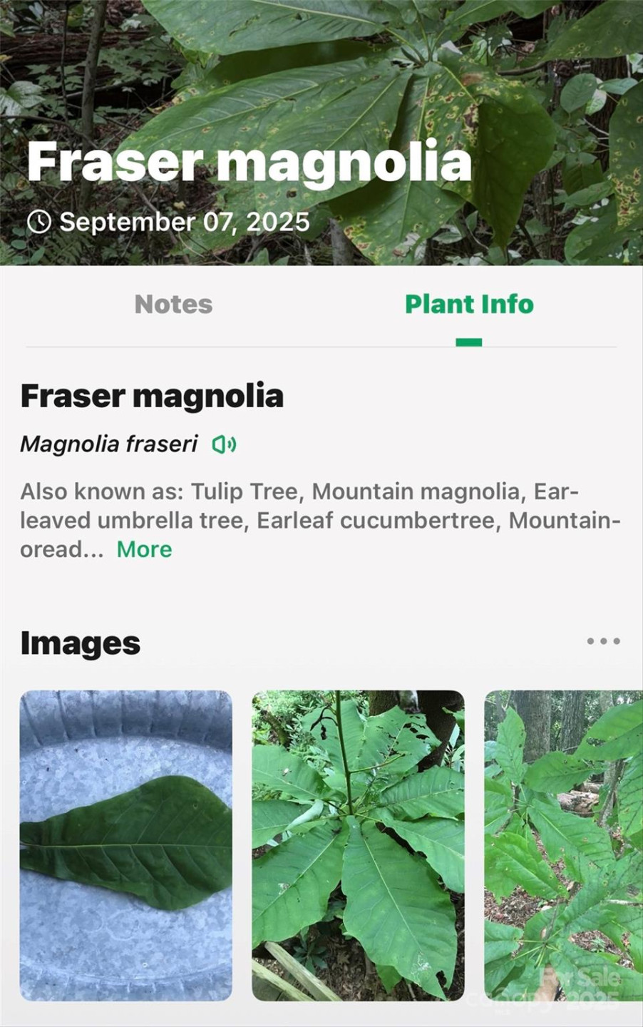 100 Comet Falls Trail #235 - Photo 26