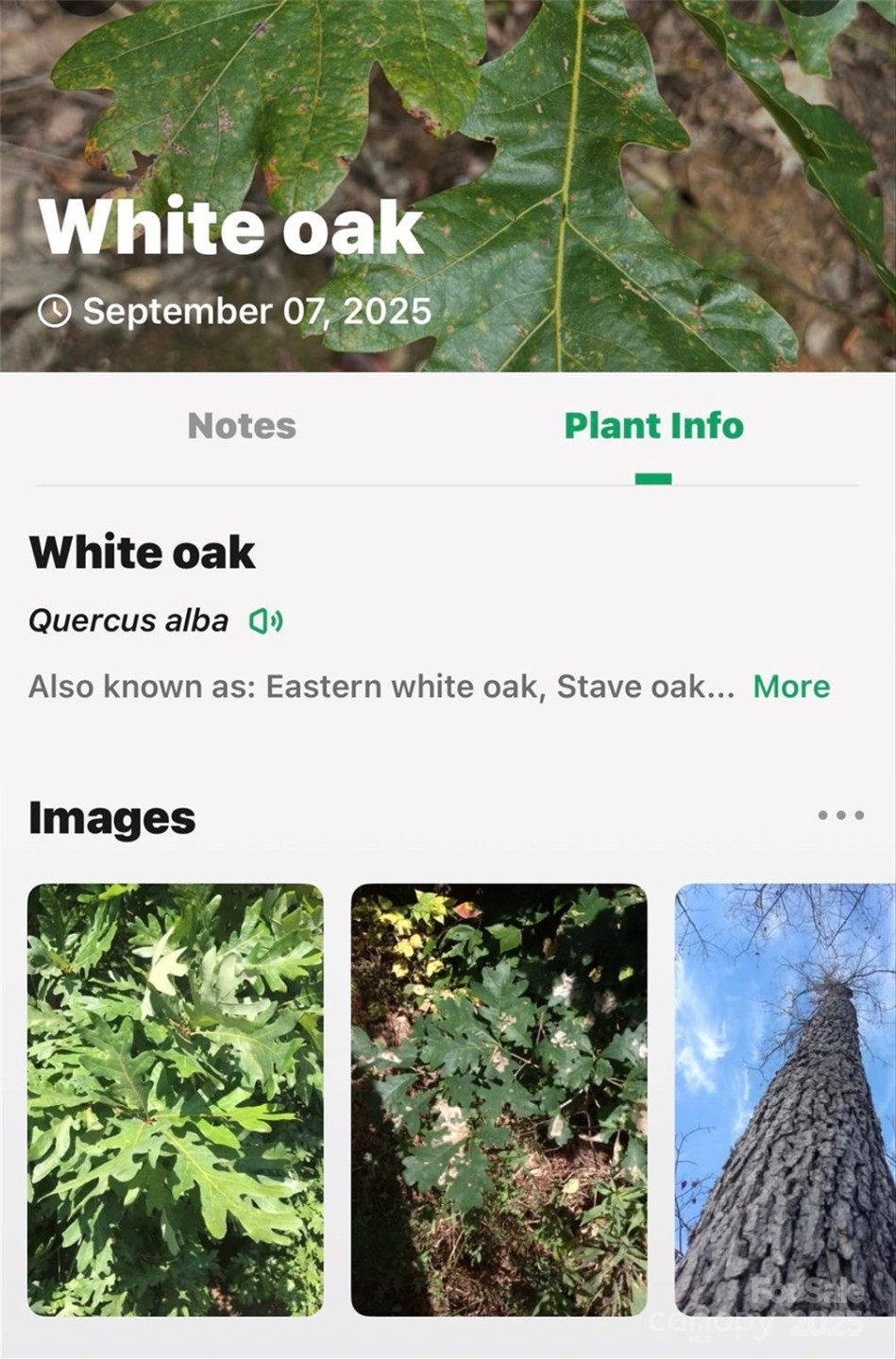 100 Comet Falls Trail #235 - Photo 27