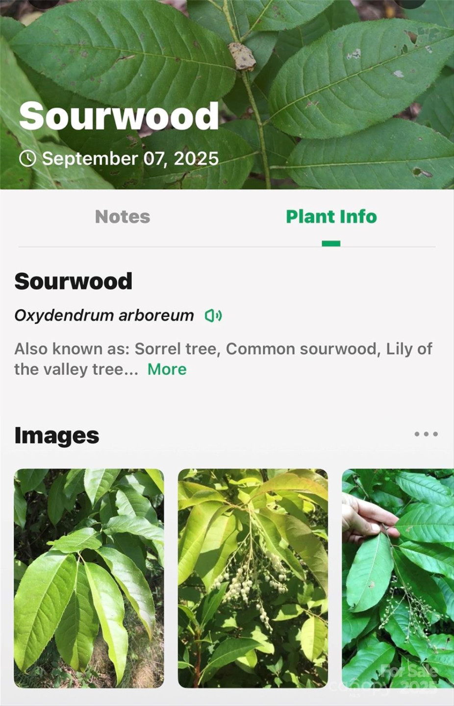 100 Comet Falls Trail #235 - Photo 28