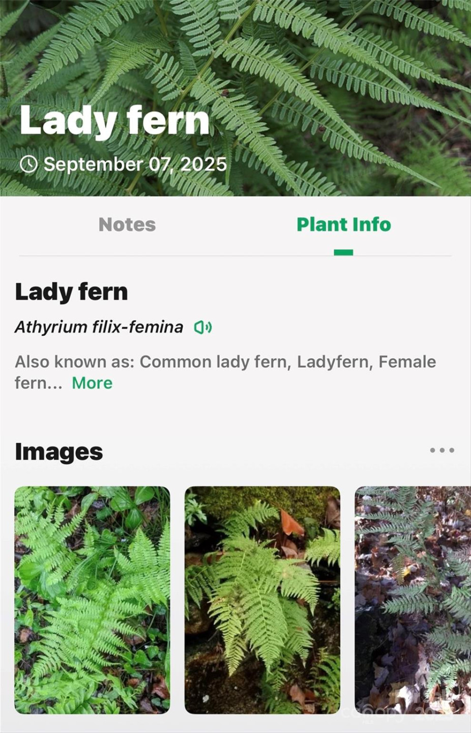 100 Comet Falls Trail #235 - Photo 29