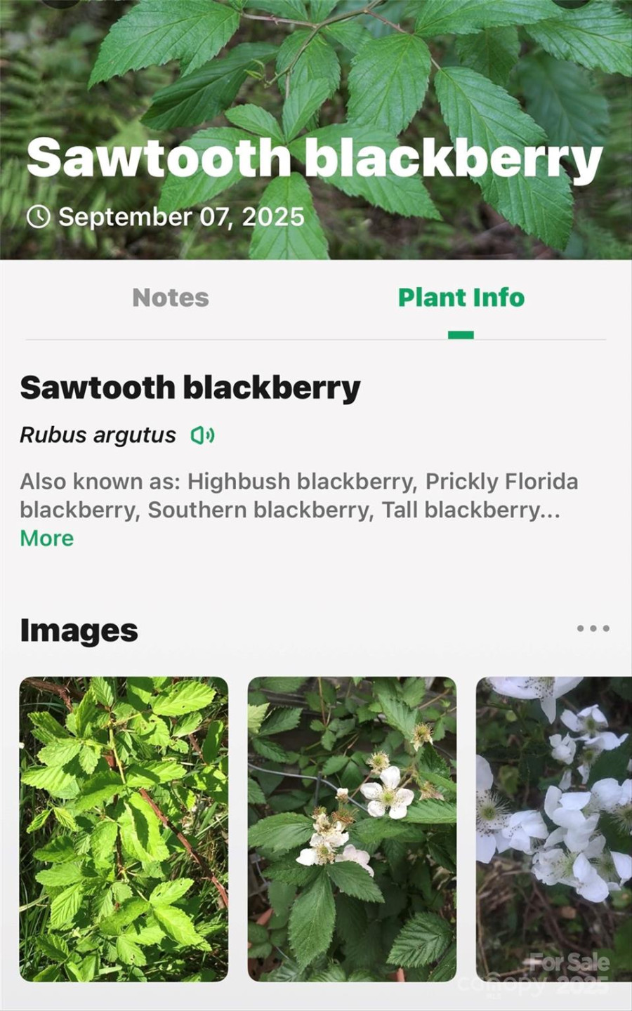 100 Comet Falls Trail #235 - Photo 30