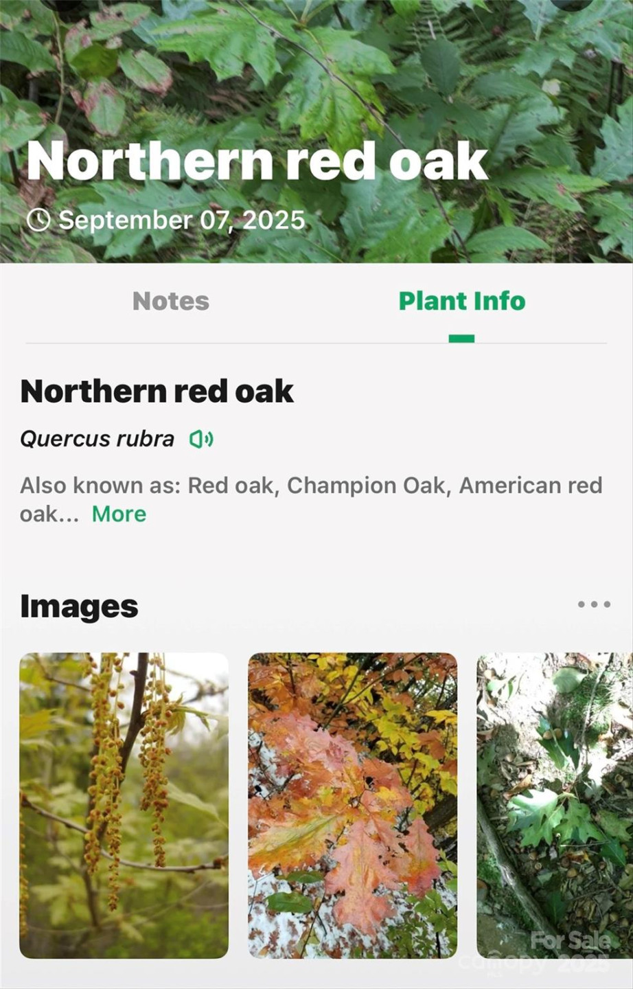 100 Comet Falls Trail #235 - Photo 31