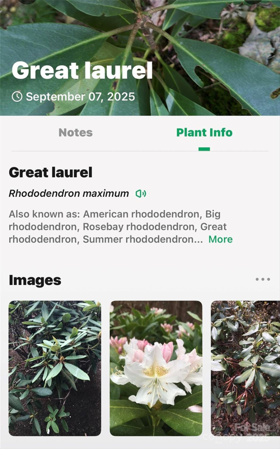 100 Comet Falls Trail #235 - Photo 33