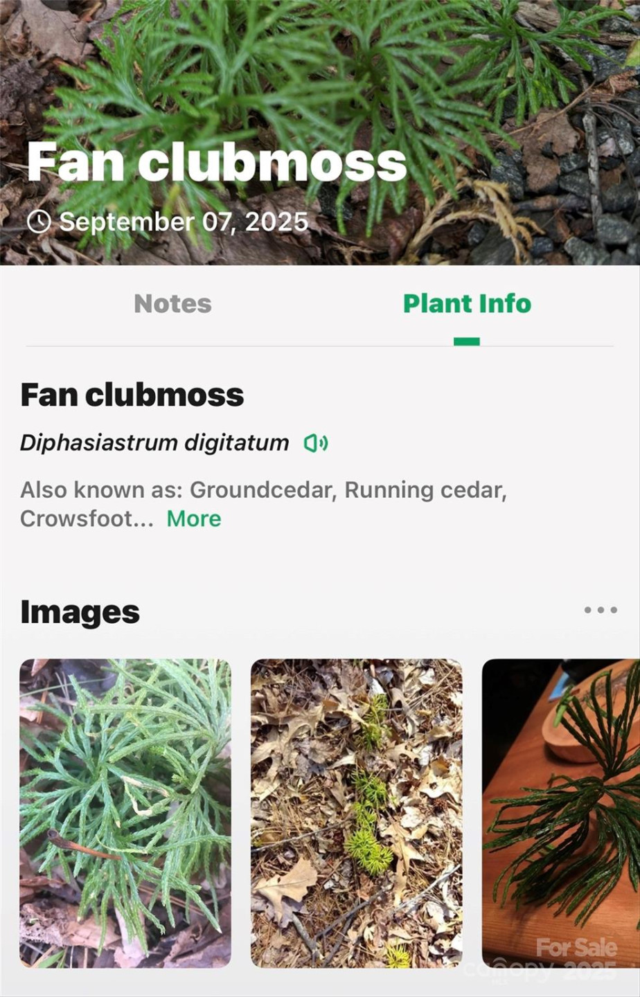 100 Comet Falls Trail #235 - Photo 34