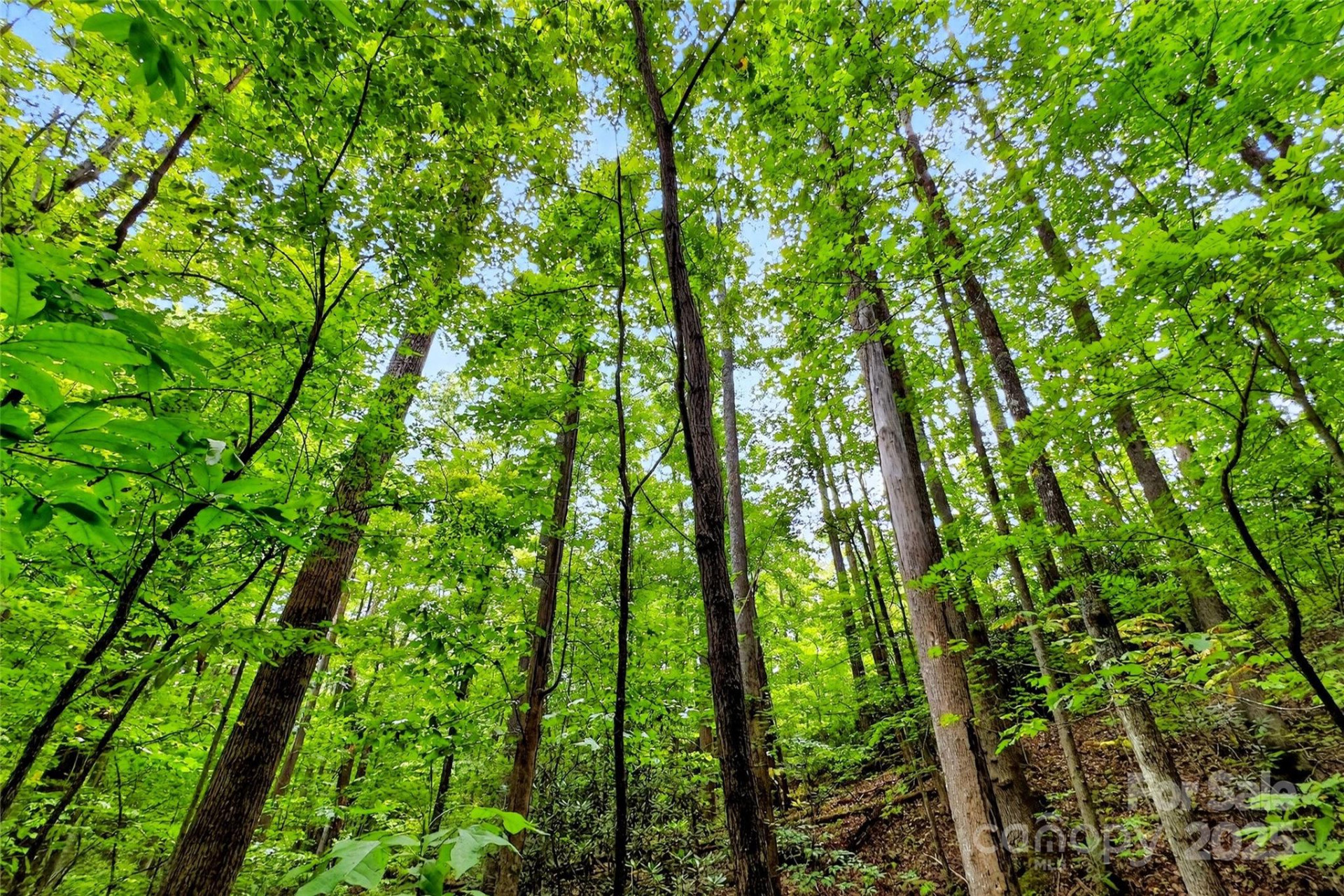 100 Comet Falls Trail #235 - Photo 5