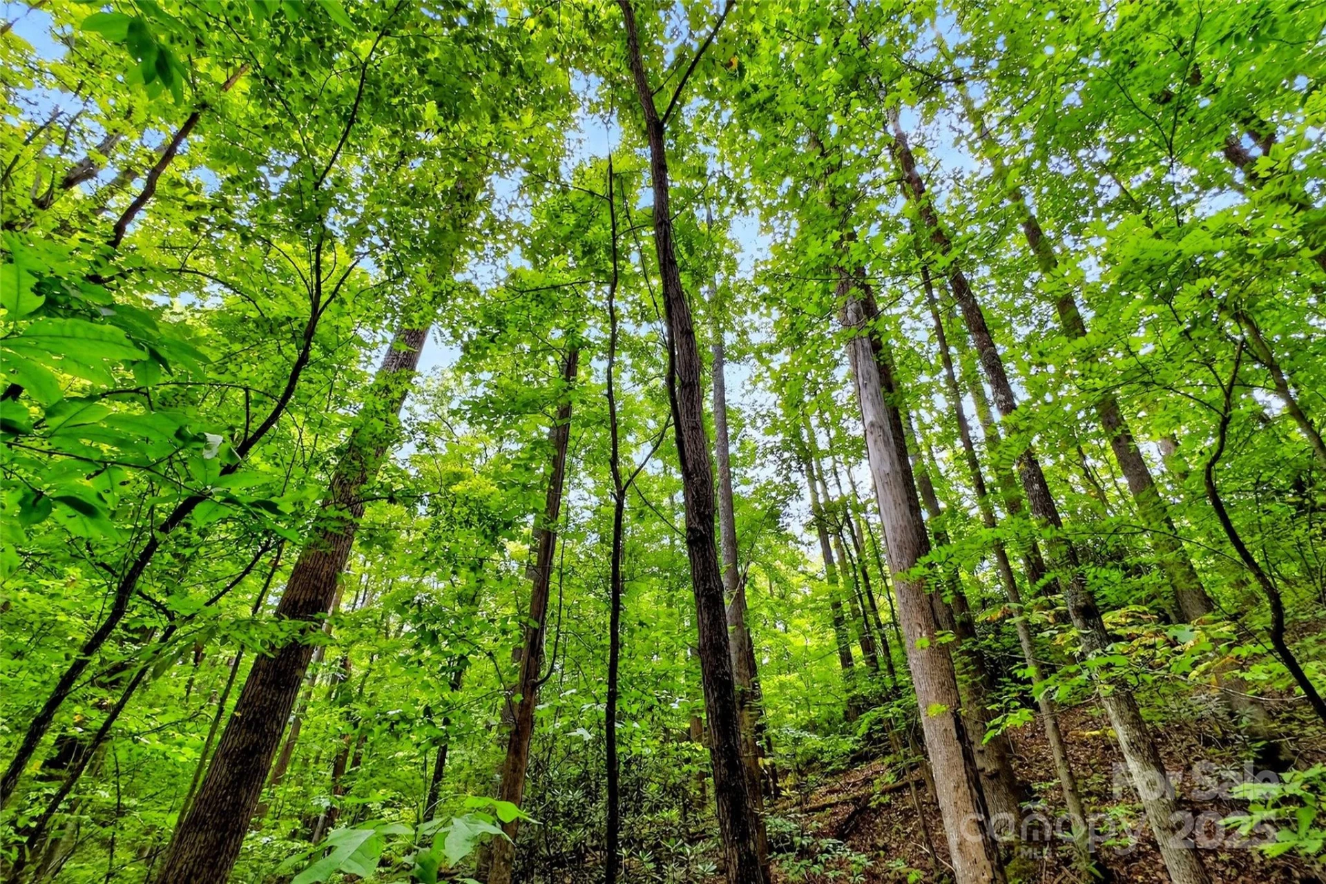 100 Comet Falls Trail #235 - Photo 5