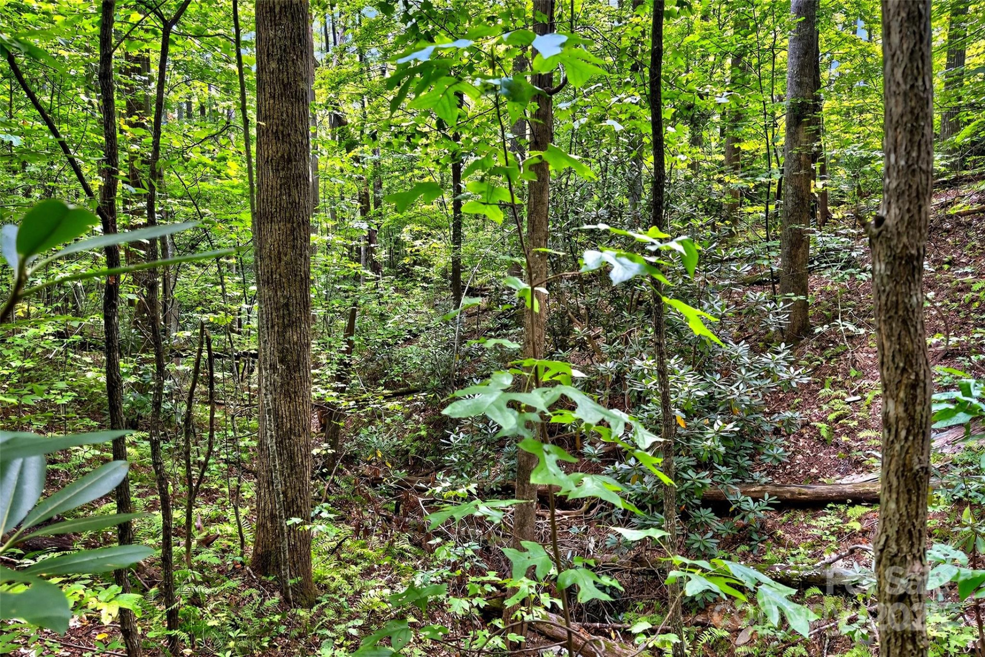 100 Comet Falls Trail #235 - Photo 6