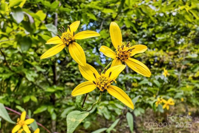 1696 Catawba Falls Parkway