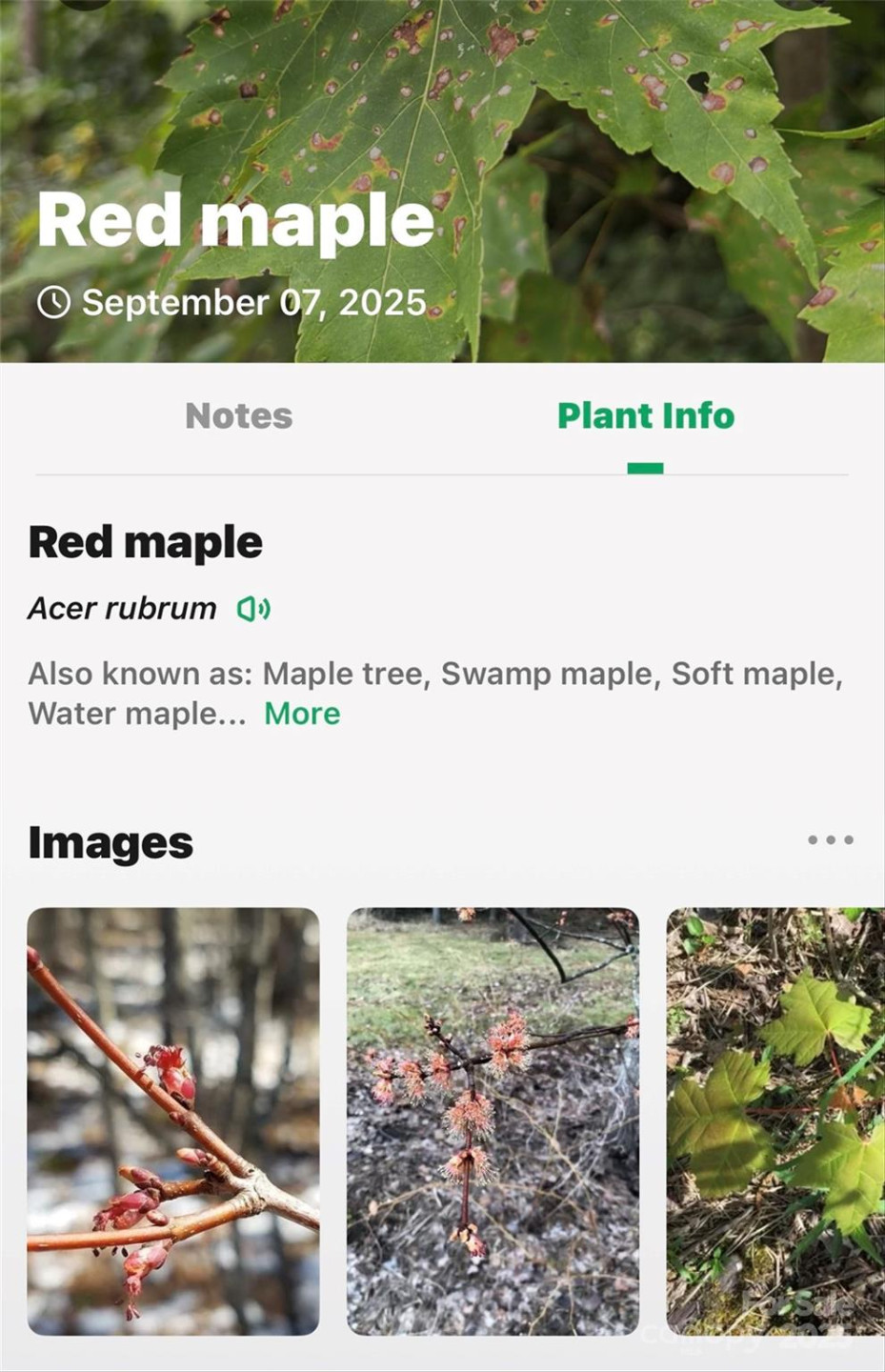 1696 Catawba Falls Parkway #190 - Photo 26
