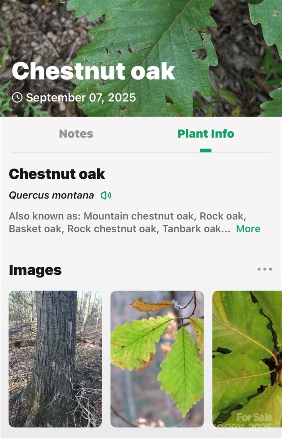 1696 Catawba Falls Parkway #190 - Photo 27